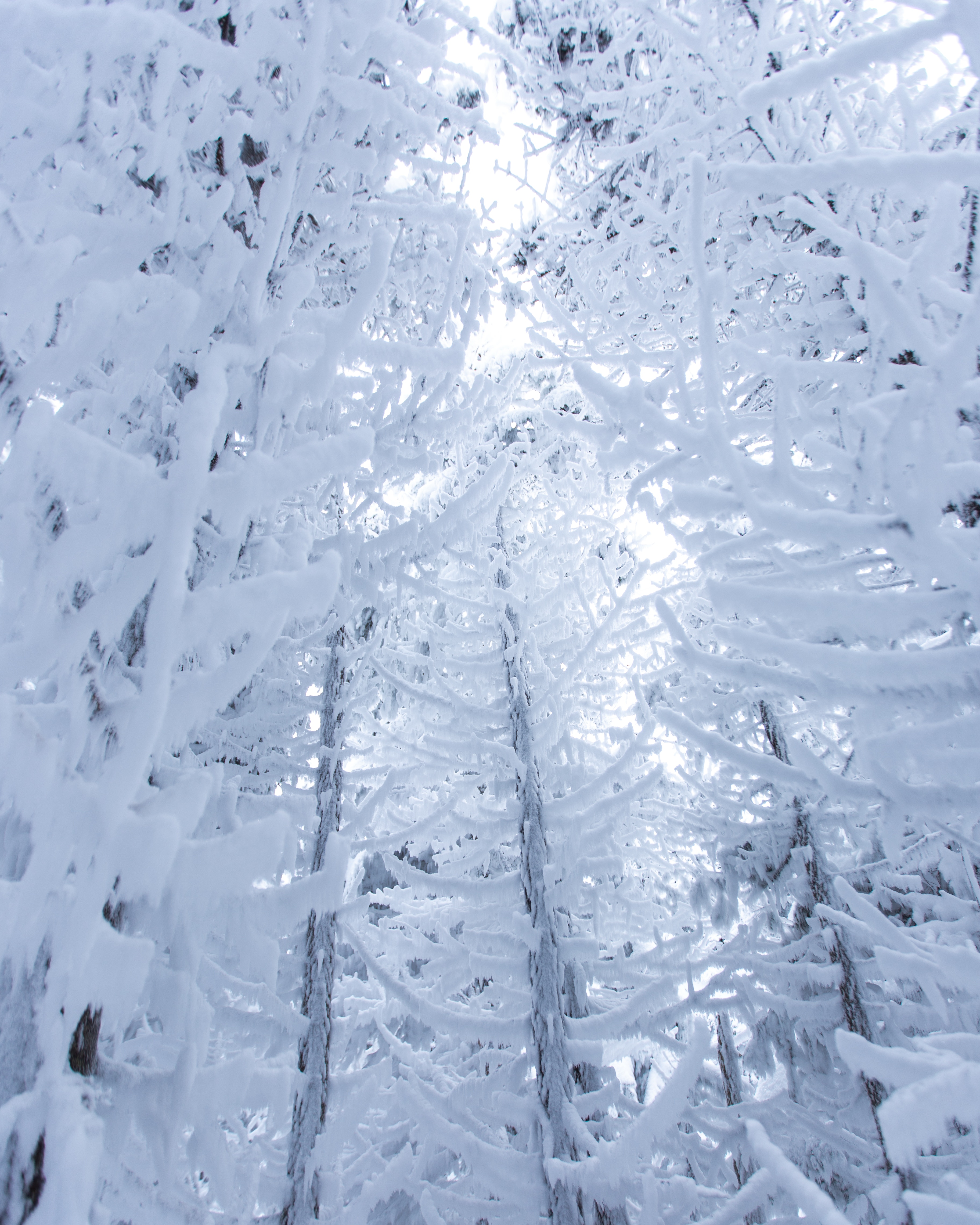 Скачать обои бесплатно Ветки, Заснеженный, Снег, Деревья, Природа, Зима картинка на рабочий стол ПК