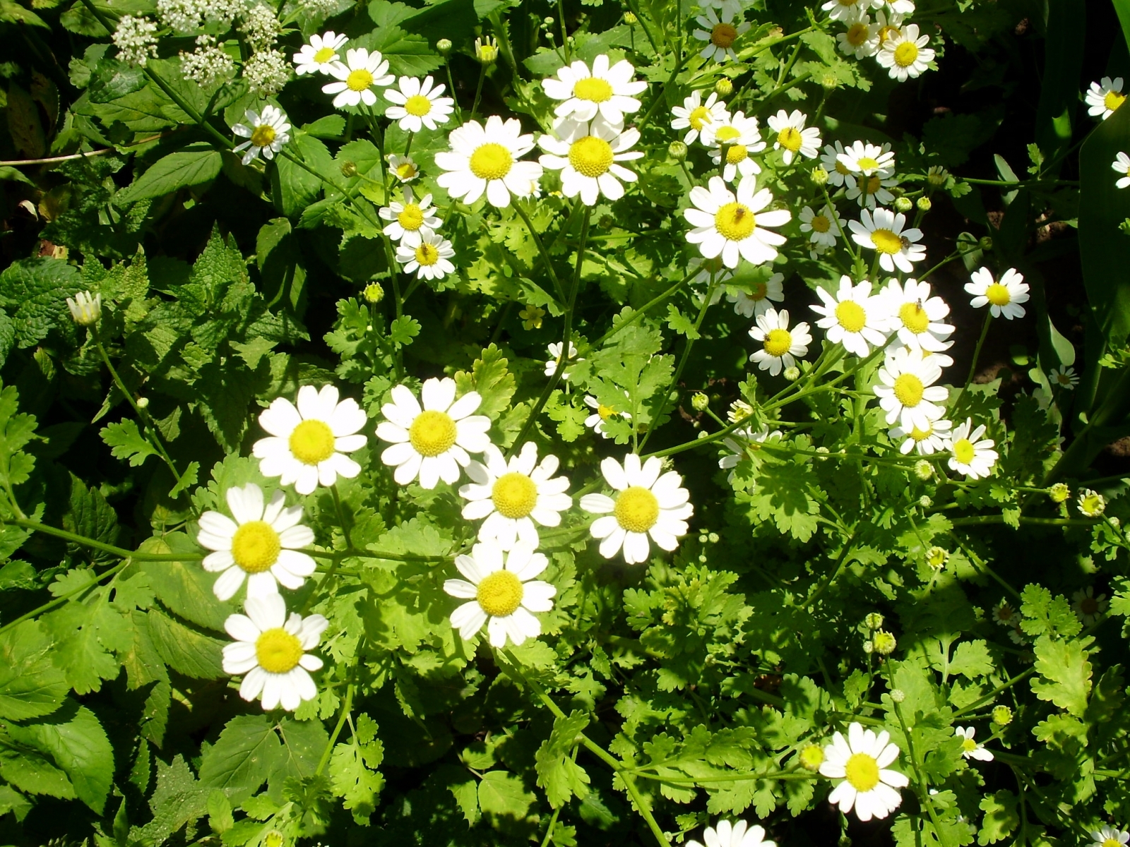 Download mobile wallpaper Plants, Camomile, Flowers for free.