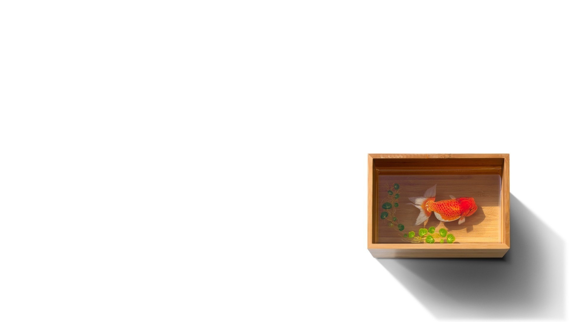 Laden Sie das Tiere, Fische-Bild kostenlos auf Ihren PC-Desktop herunter