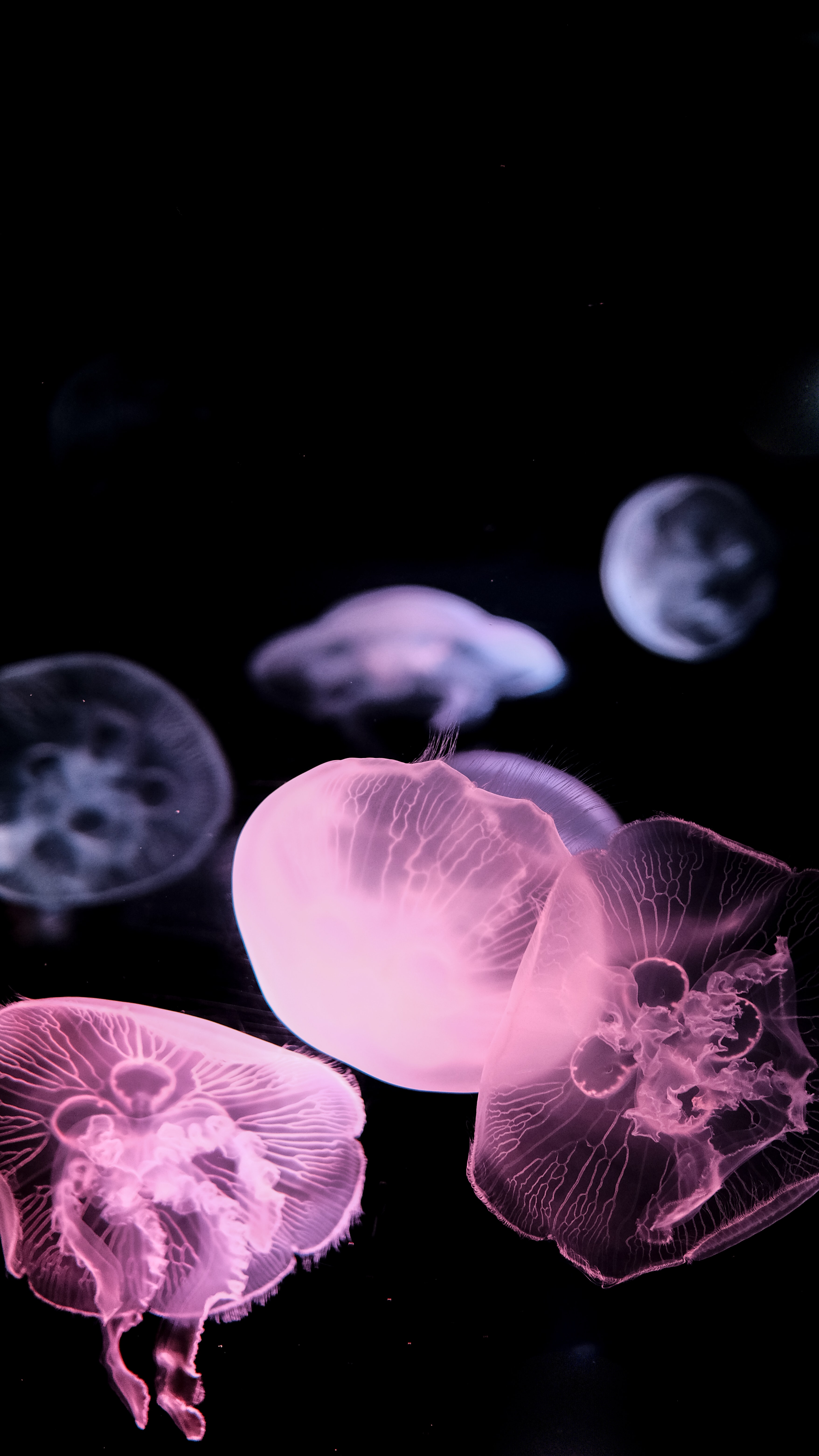 145338 завантажити картинку медуза, тварини, чорний, підводний світ, щупальце - шпалери і заставки безкоштовно
