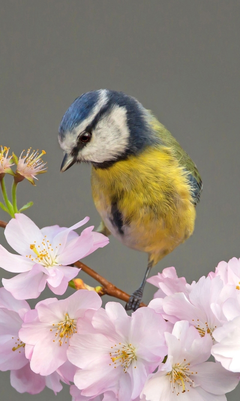 Baixar papel de parede para celular de Animais, Aves, Pássaro, Chapim Real gratuito.