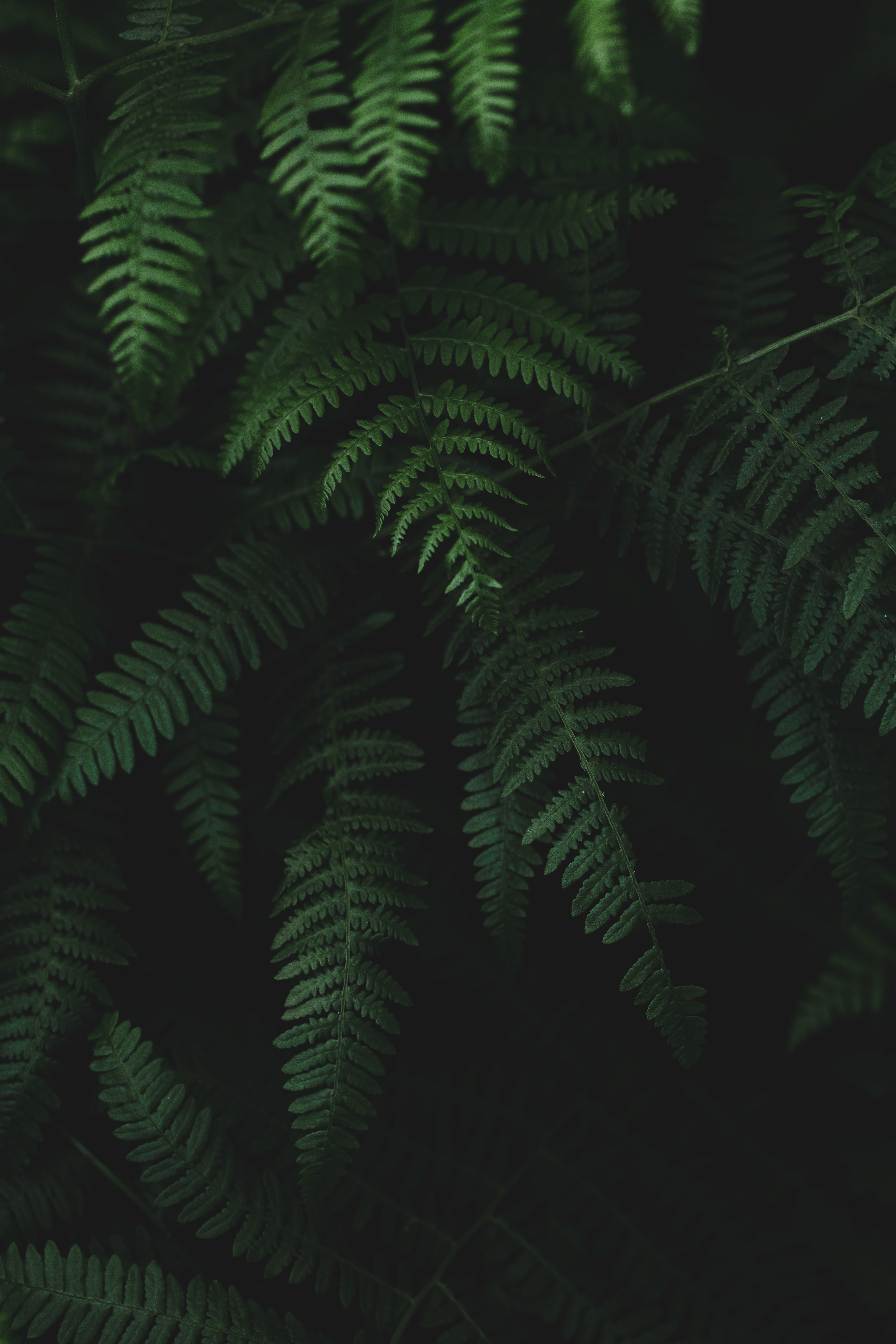 fern, plants, leaves, dark