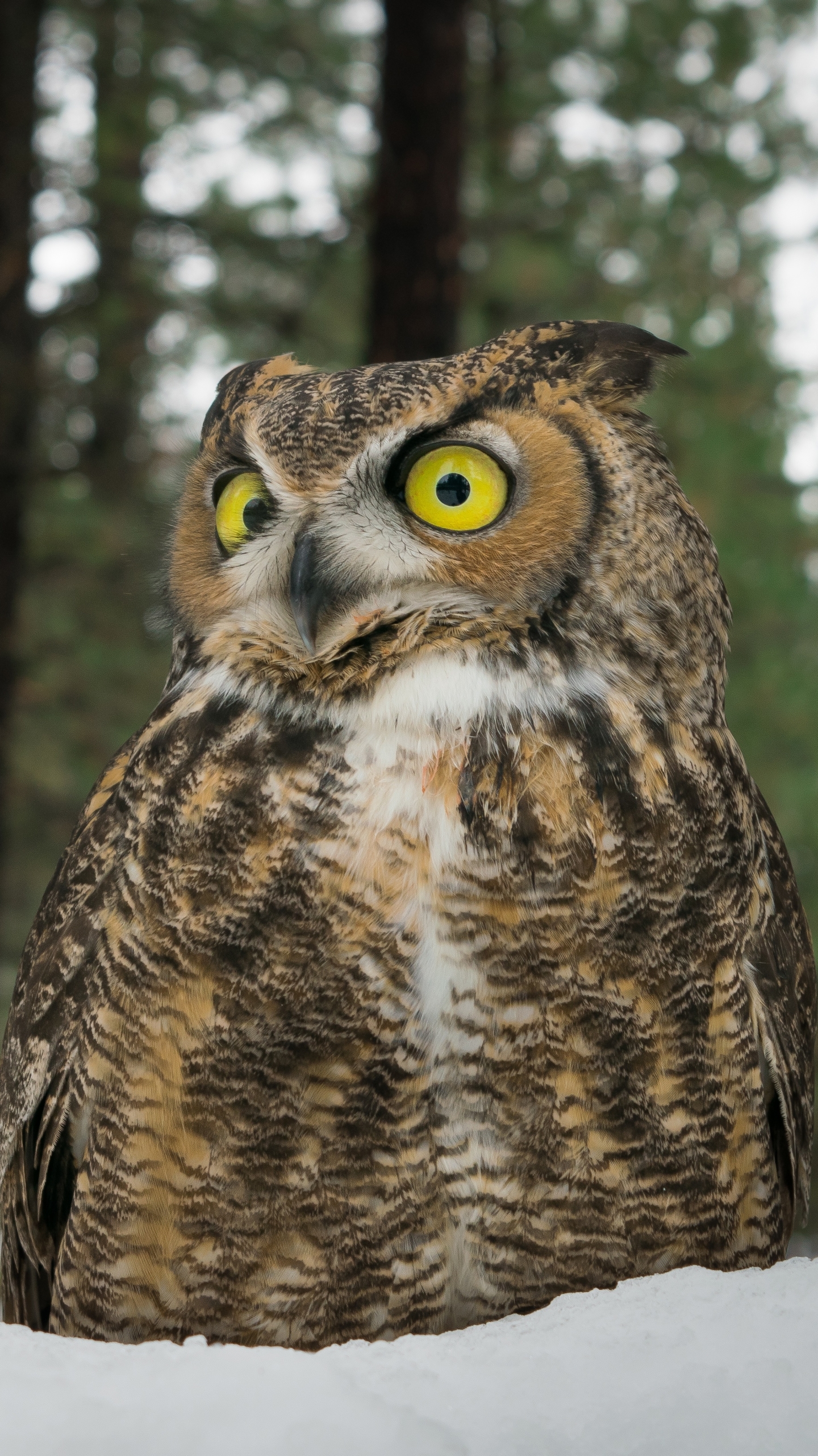 Téléchargez gratuitement l'image Animaux, Oiseau, Hibou, Des Oiseaux sur le bureau de votre PC