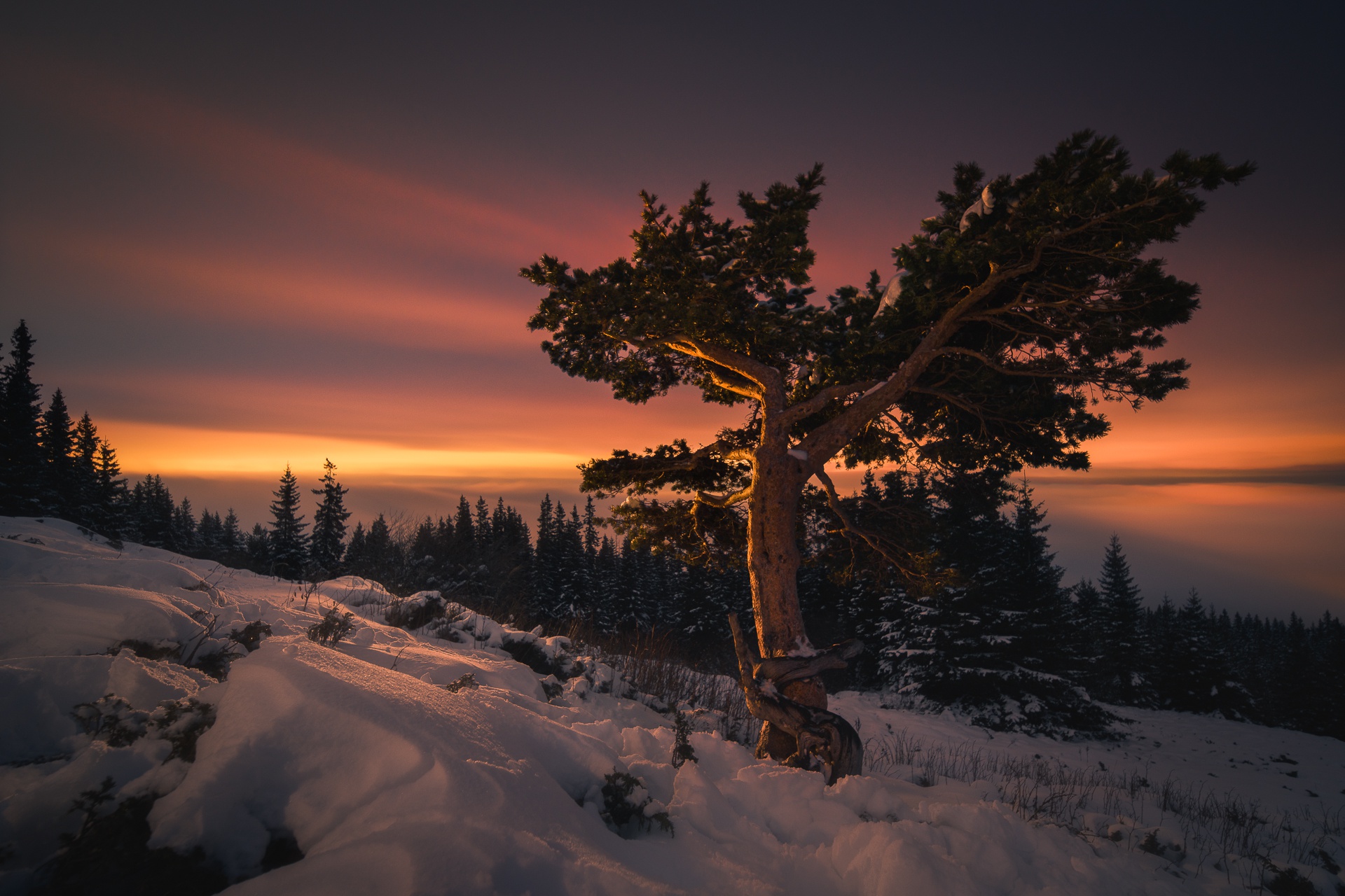 PCデスクトップに冬, 自然, 木, 日没, 雪, 地球画像を無料でダウンロード