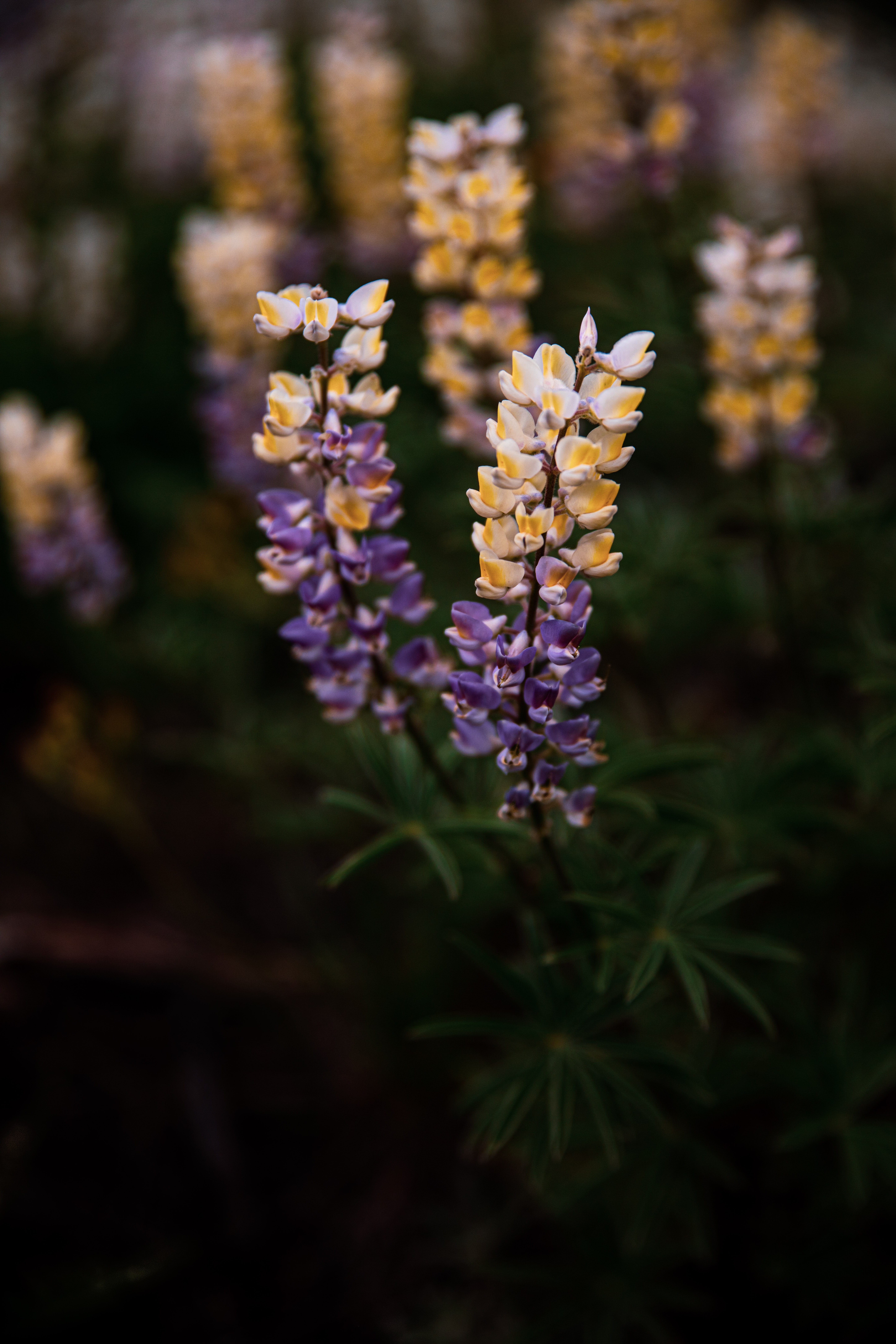 flowers, plant, bloom, flowering, inflorescences, inflorescence, lupine