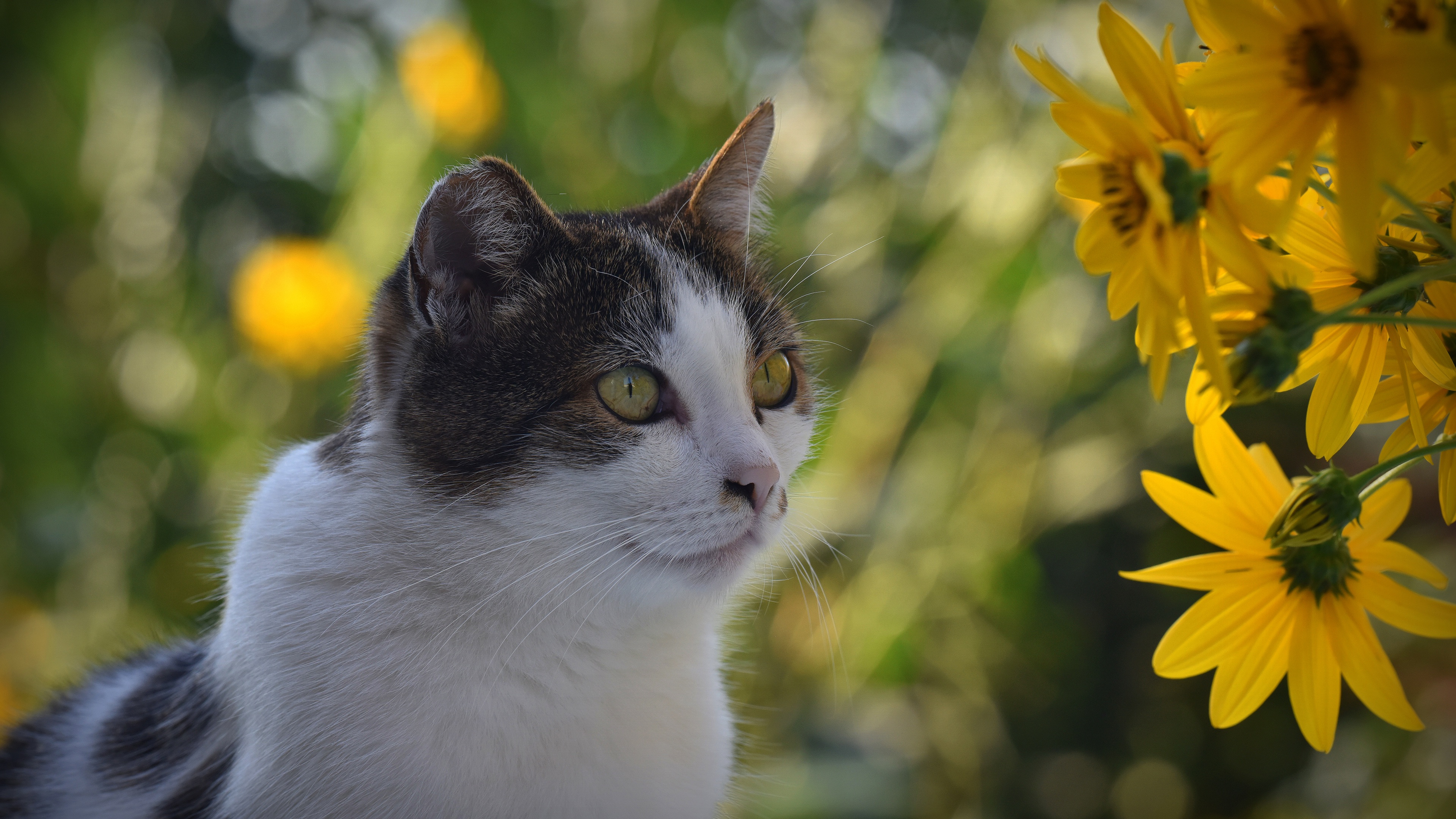PCデスクトップに動物, ネコ, 猫, ボケ, 黄色い花画像を無料でダウンロード