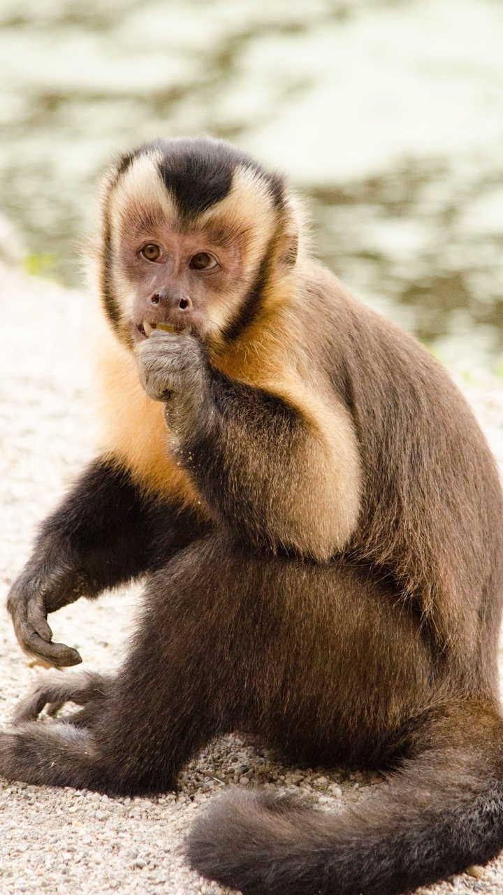 Download mobile wallpaper Monkeys, Monkey, Animal, Primate, Capuchin for free.