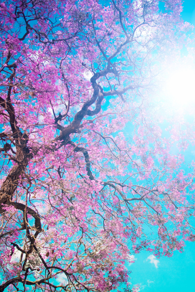 Download mobile wallpaper Trees, Sun, Tree, Earth, Spring for free.