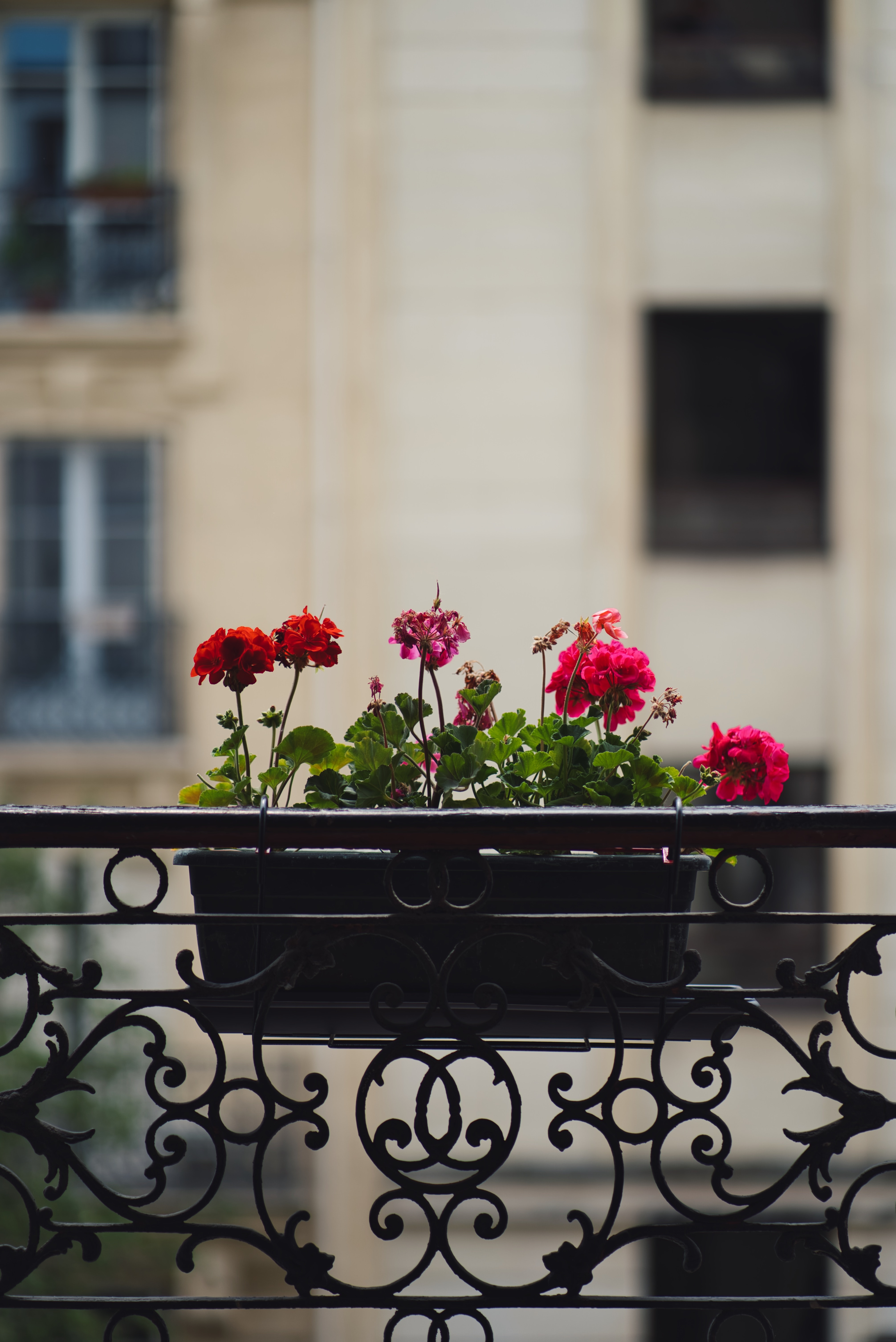 balcony, geranium, flowers, plant, pot