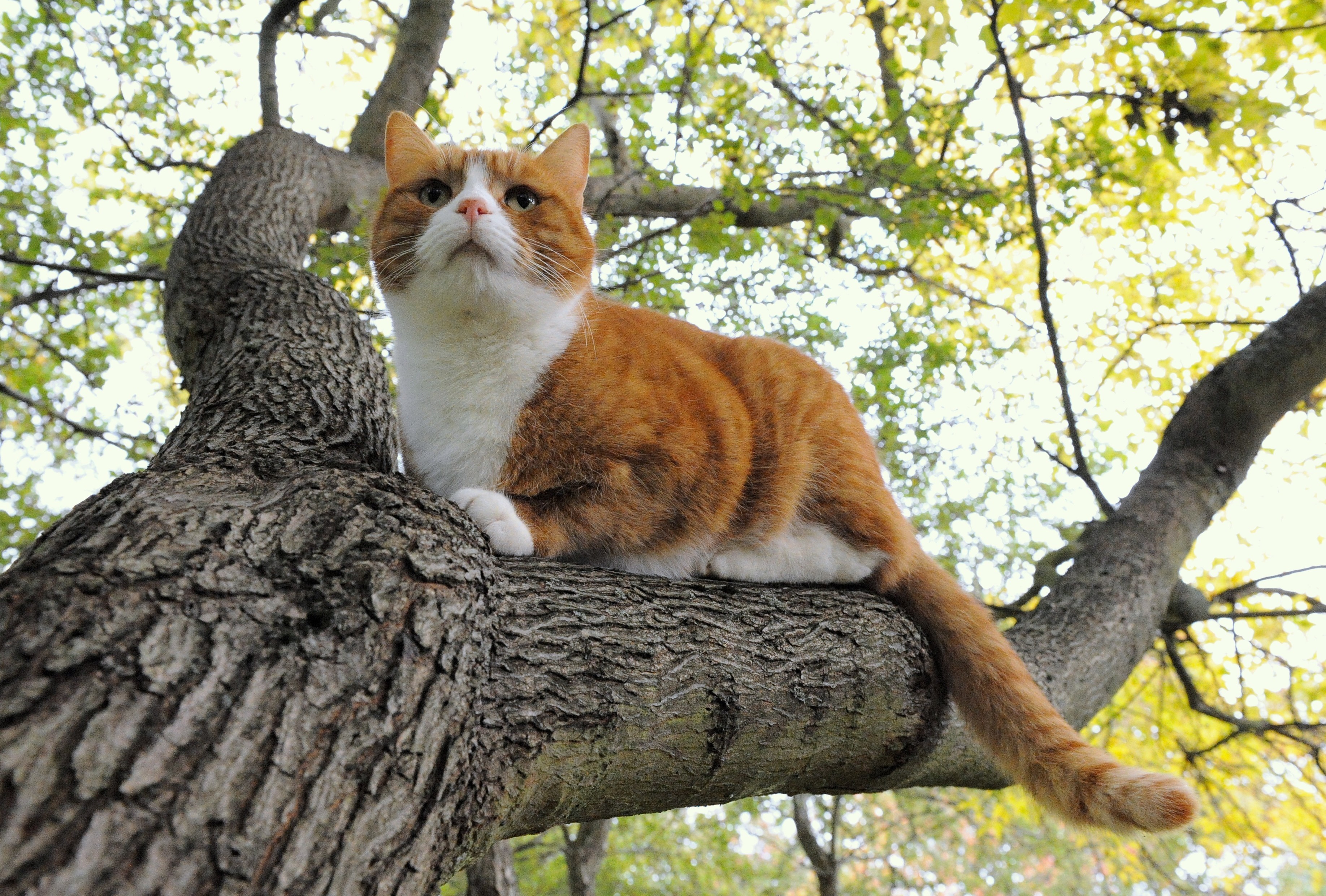 Handy-Wallpaper Tiere, Katzen, Katze kostenlos herunterladen.