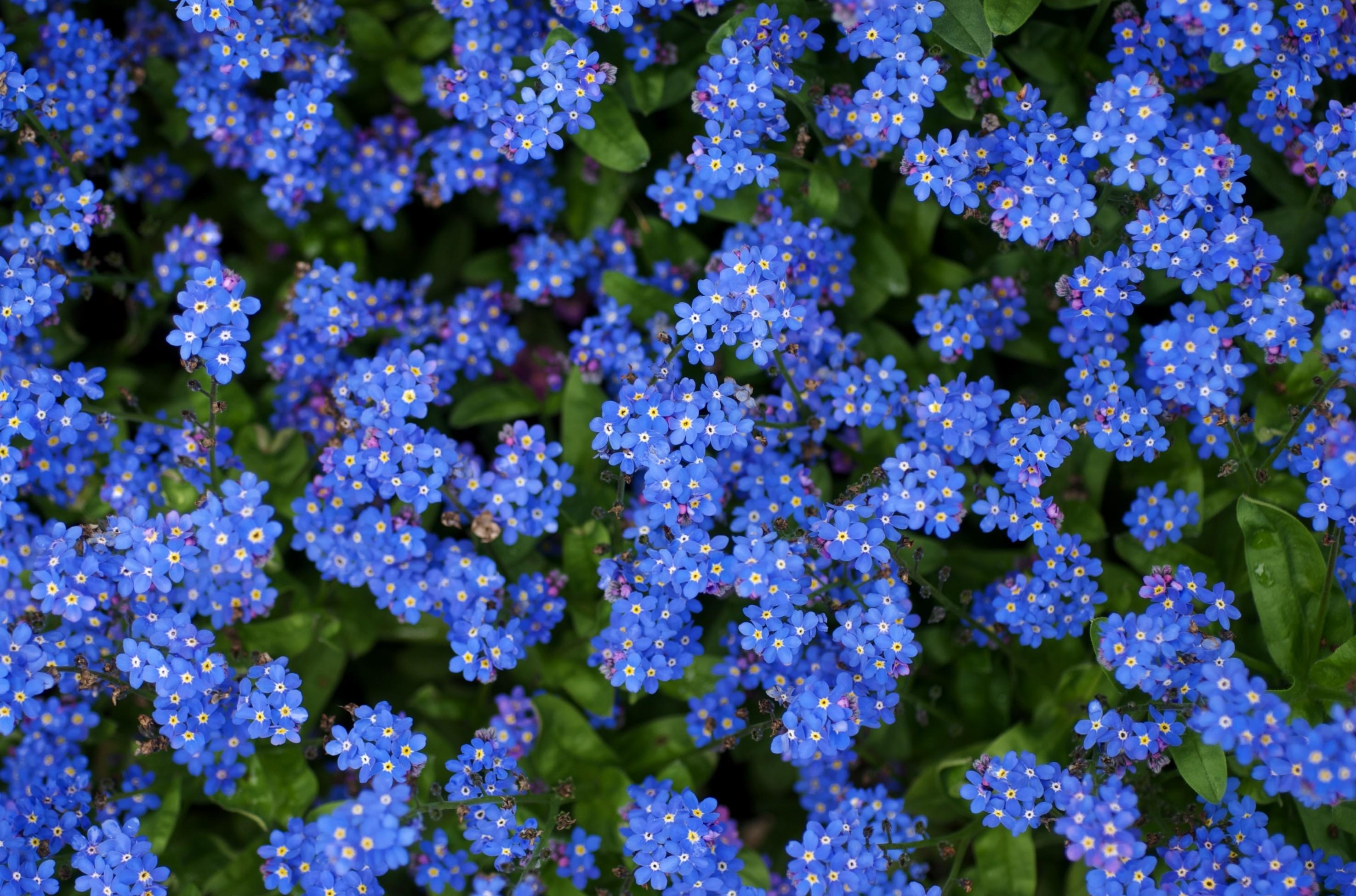 91724 télécharger l'image oubliez moi, fleurs, bleu, brillant, petit, my un myxons - fonds d'écran et économiseurs d'écran gratuits