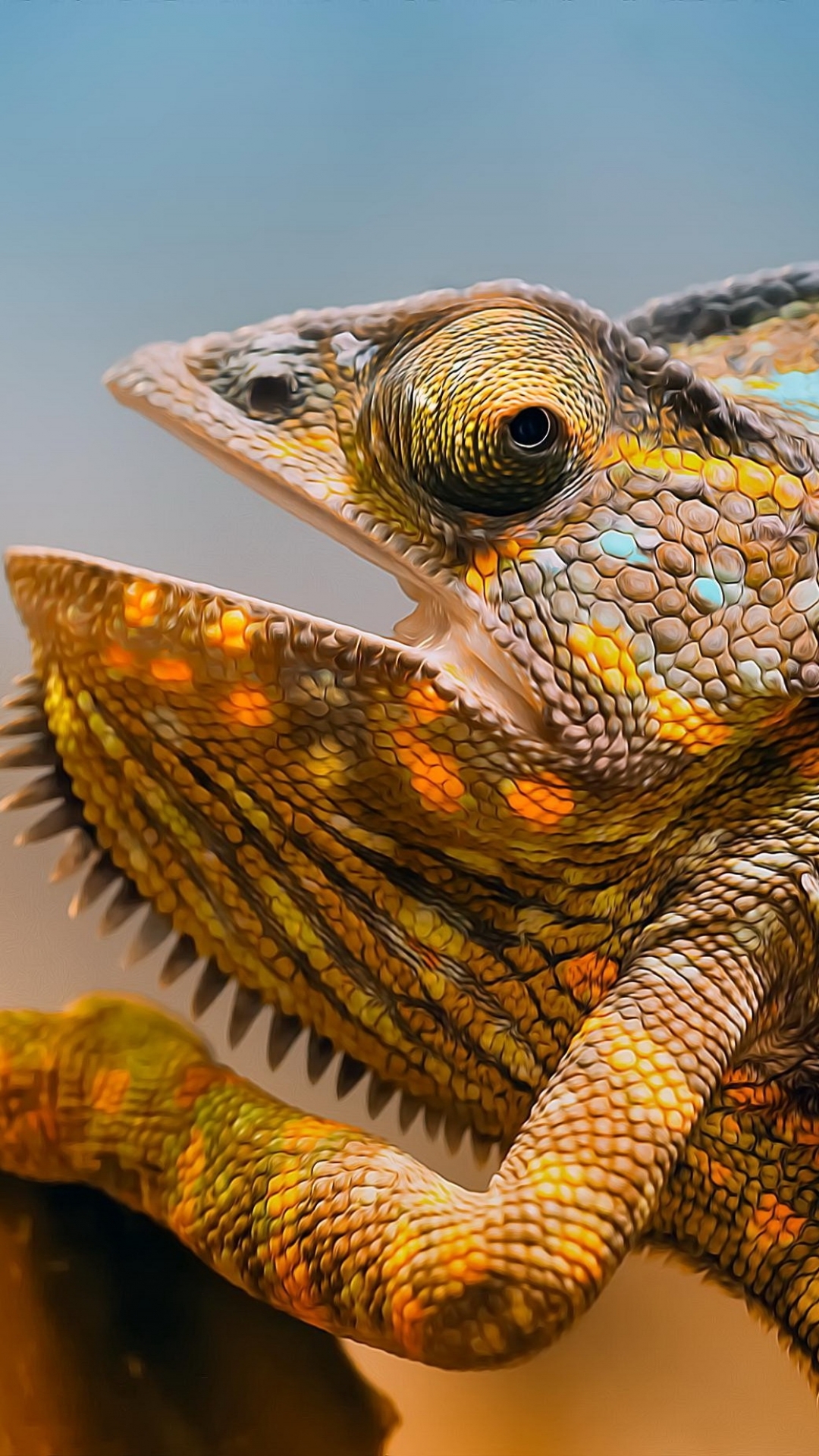 Download mobile wallpaper Animal, Chameleon, Reptiles for free.