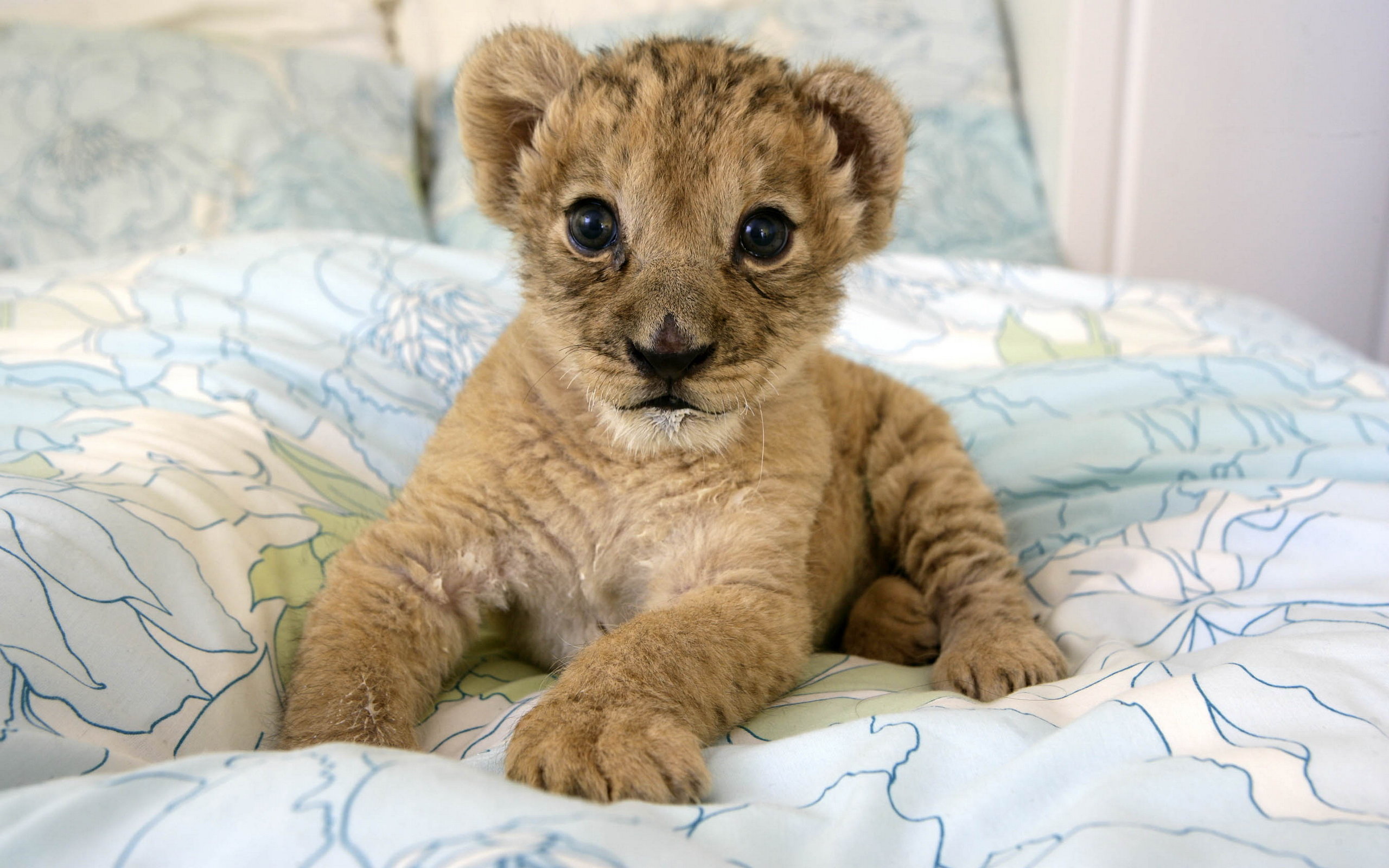 Laden Sie das Tiere, Katzen, Löwe-Bild kostenlos auf Ihren PC-Desktop herunter