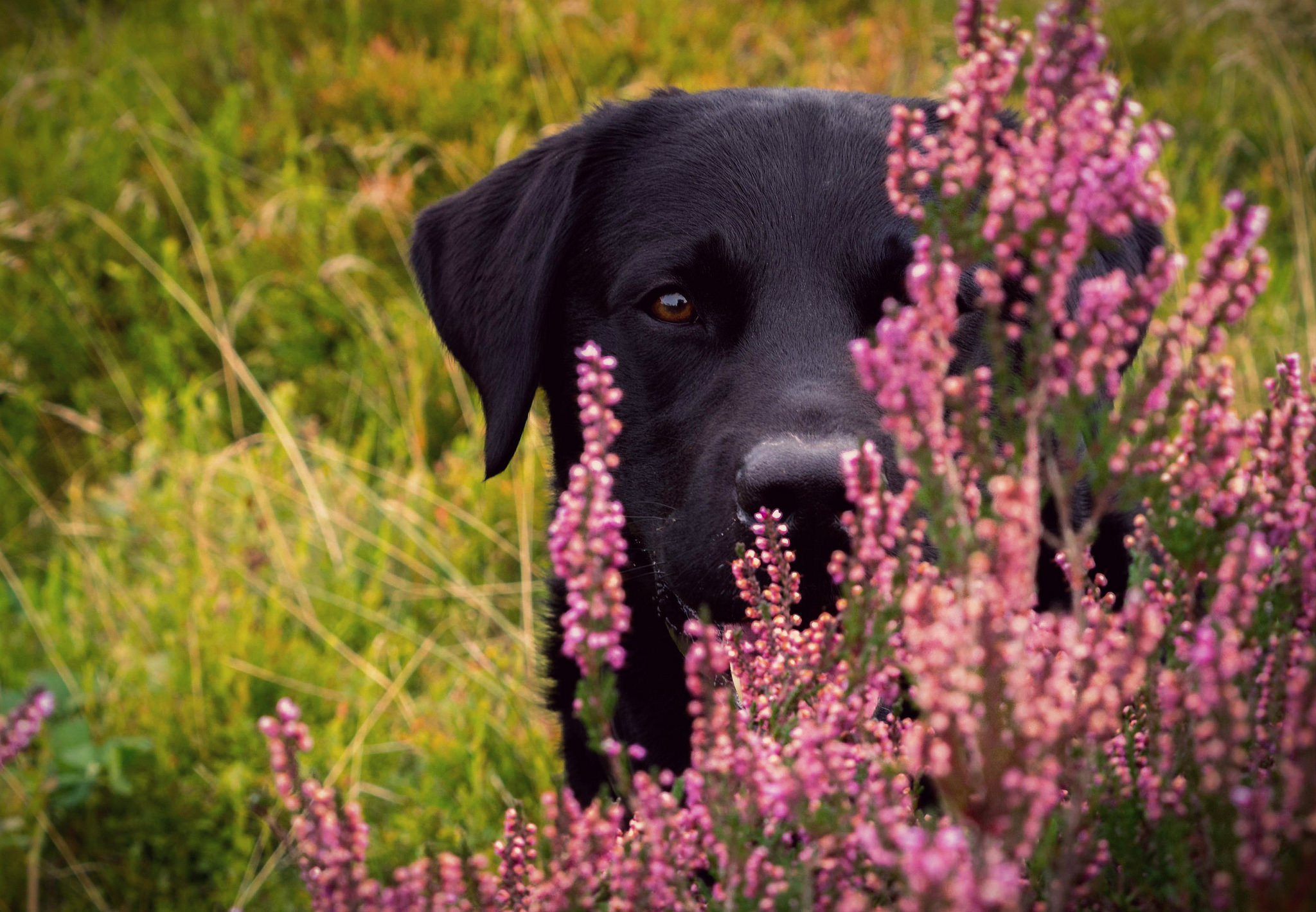 Descarga gratuita de fondo de pantalla para móvil de Animales, Perros, Flor, Perro, Bozal, Labrador Retriever.