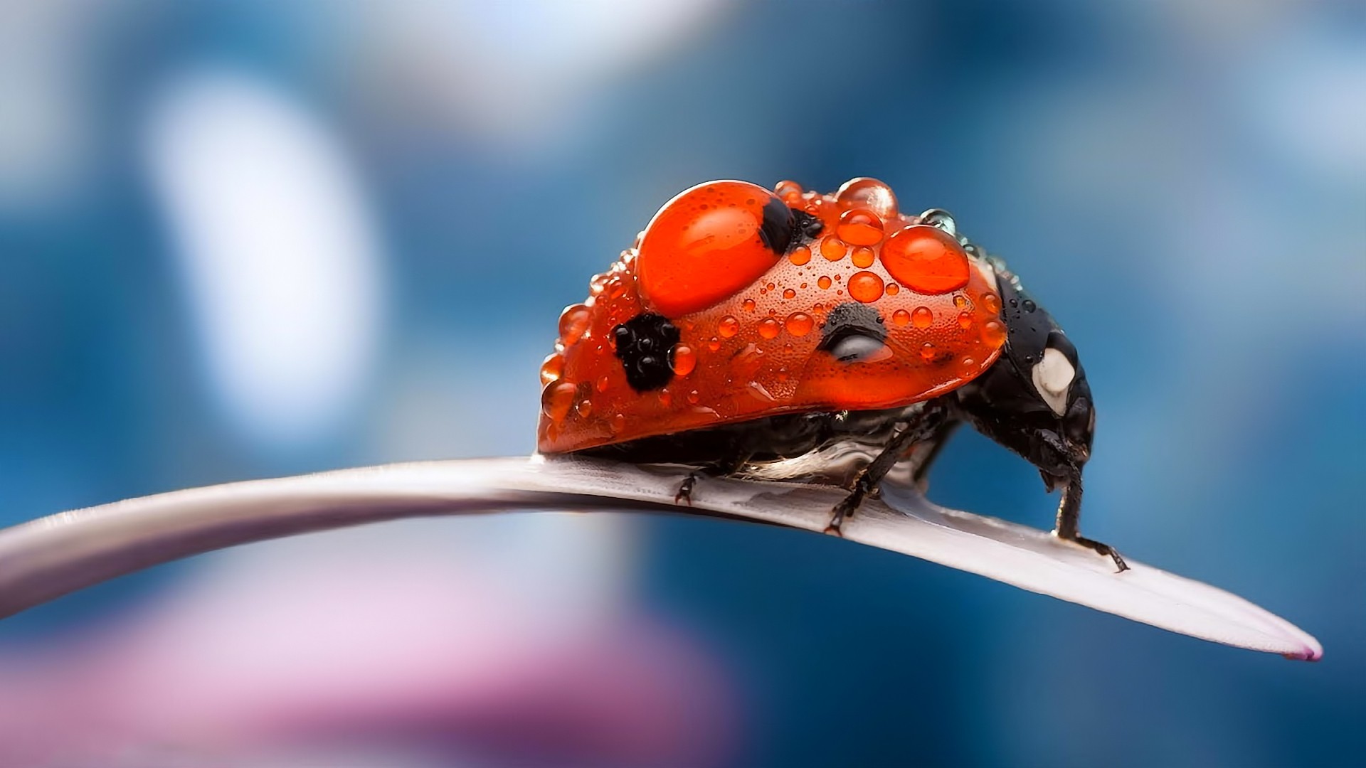 Free download wallpaper Animal, Ladybug on your PC desktop