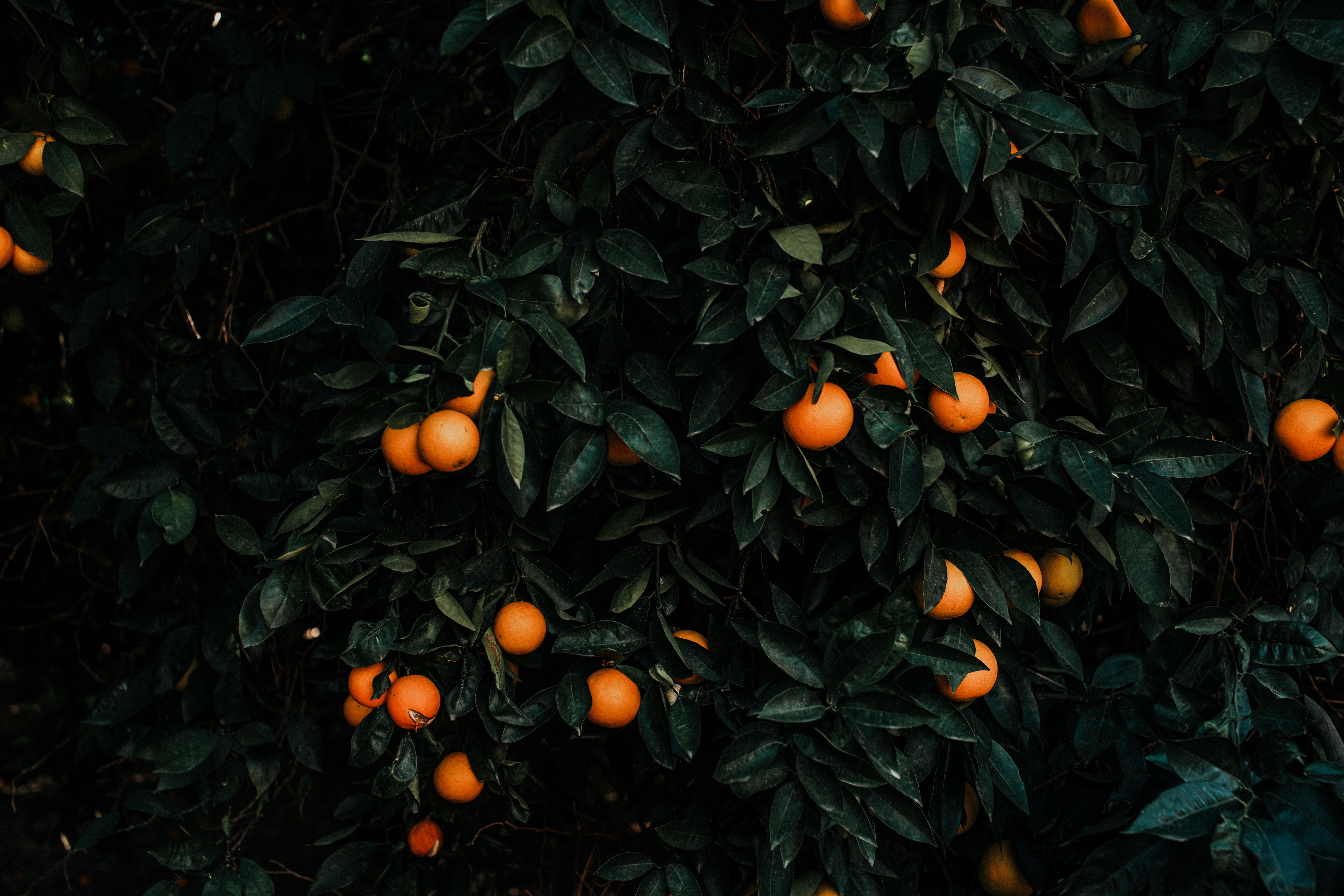 120547 descargar fondo de pantalla planta, misceláneo, miscelánea, tangerinas, arbusto, fruta, agrios, citrus: protectores de pantalla e imágenes gratis