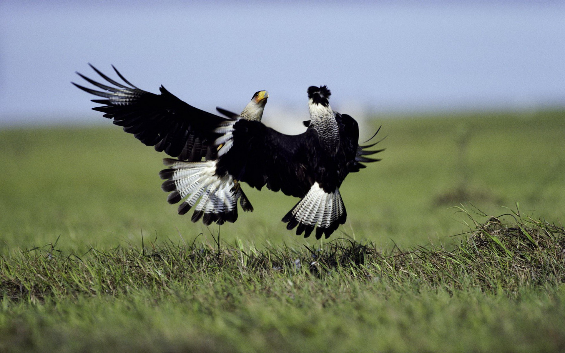 Descarga gratuita de fondo de pantalla para móvil de Animales, Águila.