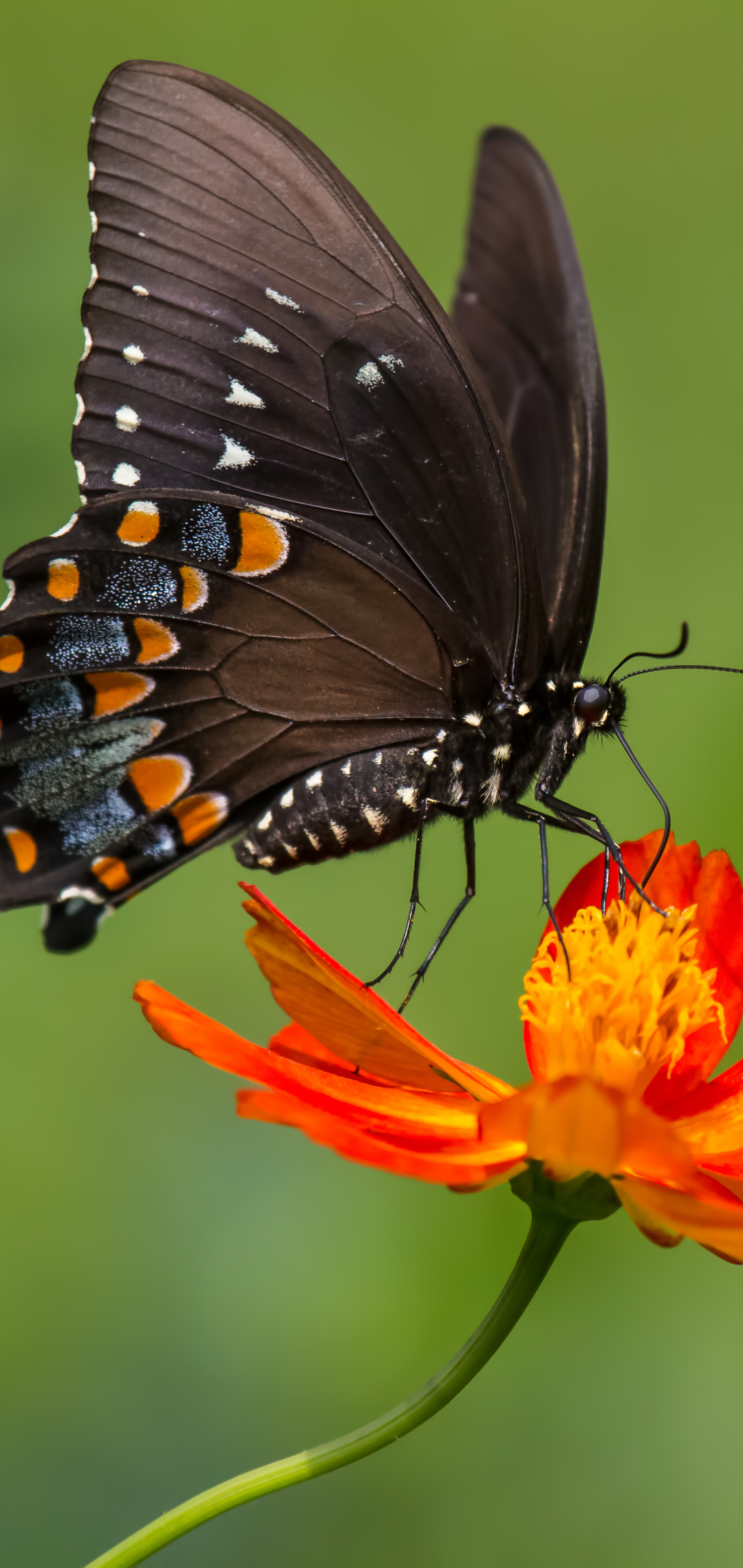 Download mobile wallpaper Close Up, Insect, Butterfly, Animal, Orange Flower for free.