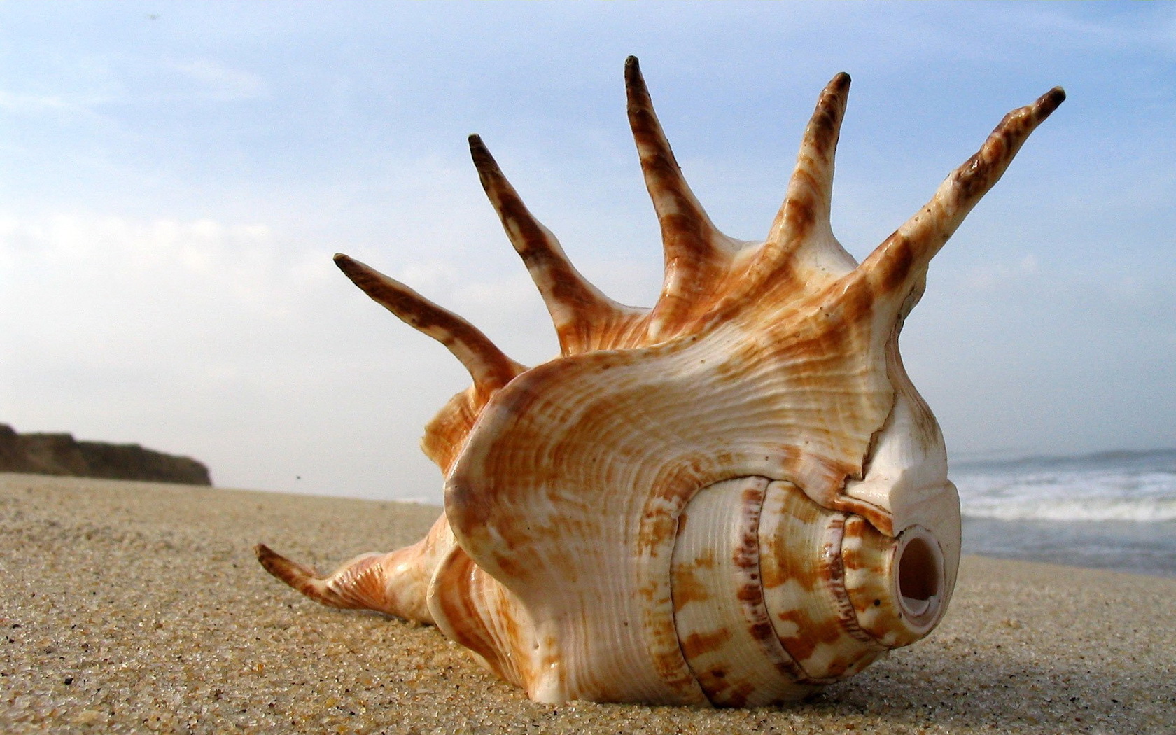 Free download wallpaper Sea, Landscape, Shells, Beach on your PC desktop