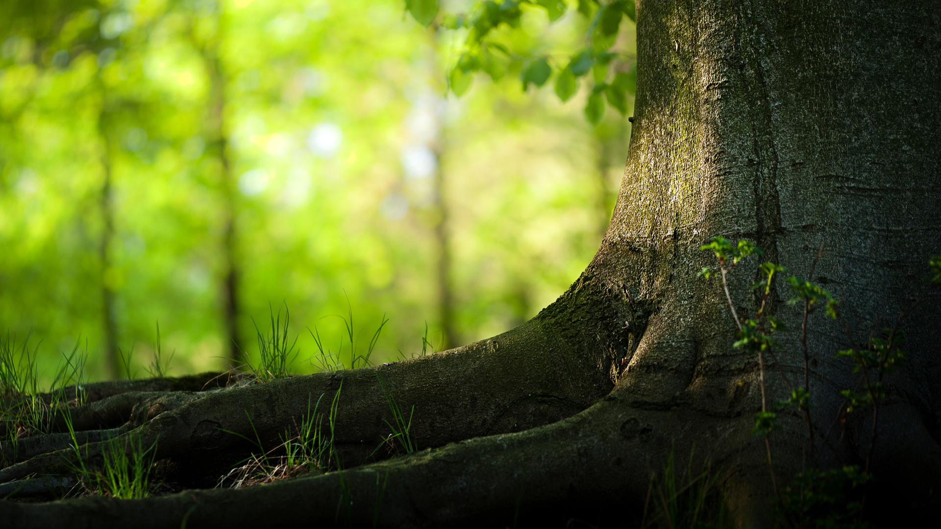 Descarga gratis la imagen Bosque, Tierra/naturaleza en el escritorio de tu PC