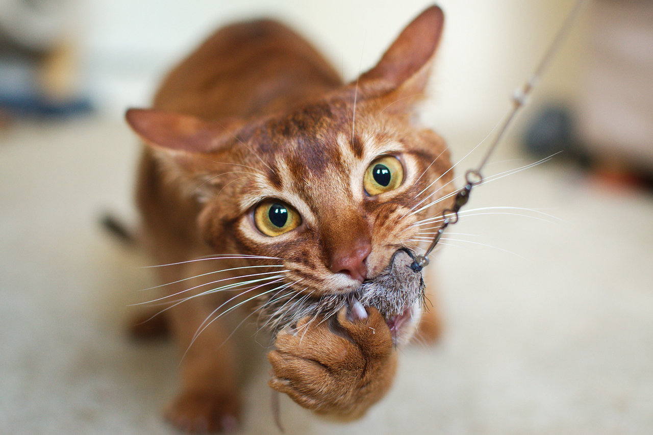 Baixar papel de parede para celular de Animais, Gato gratuito.