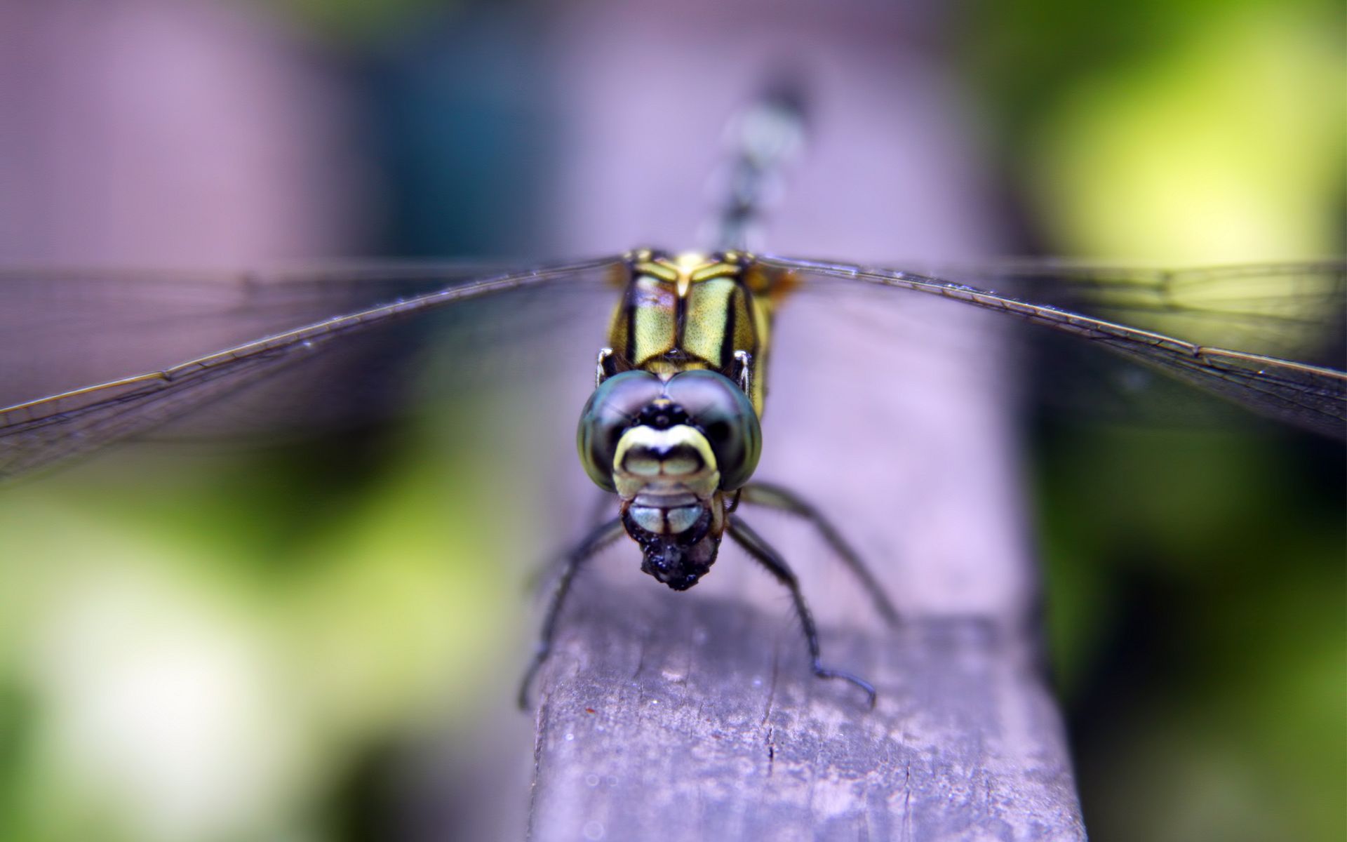 Download mobile wallpaper Dragonfly, Insects, Animal for free.