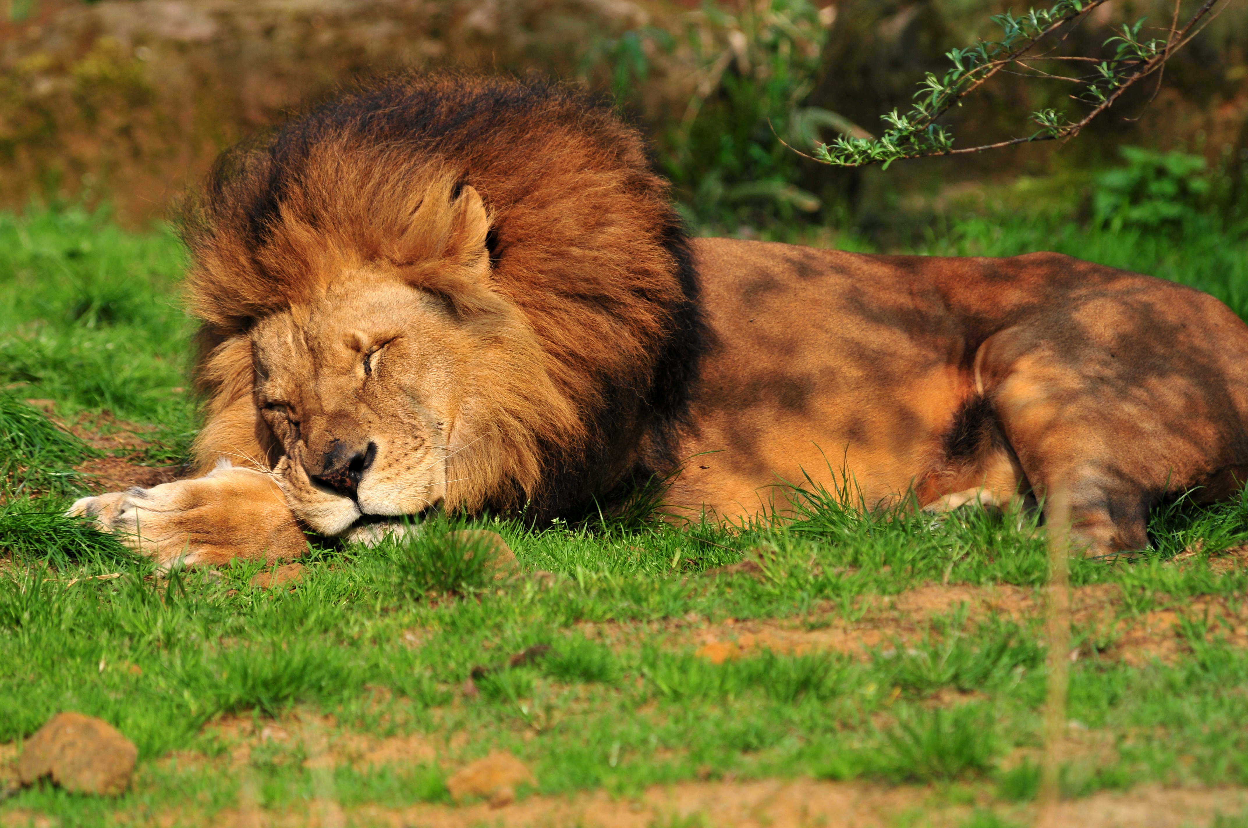 Téléchargez des papiers peints mobile Animaux, Chats, Lion gratuitement.