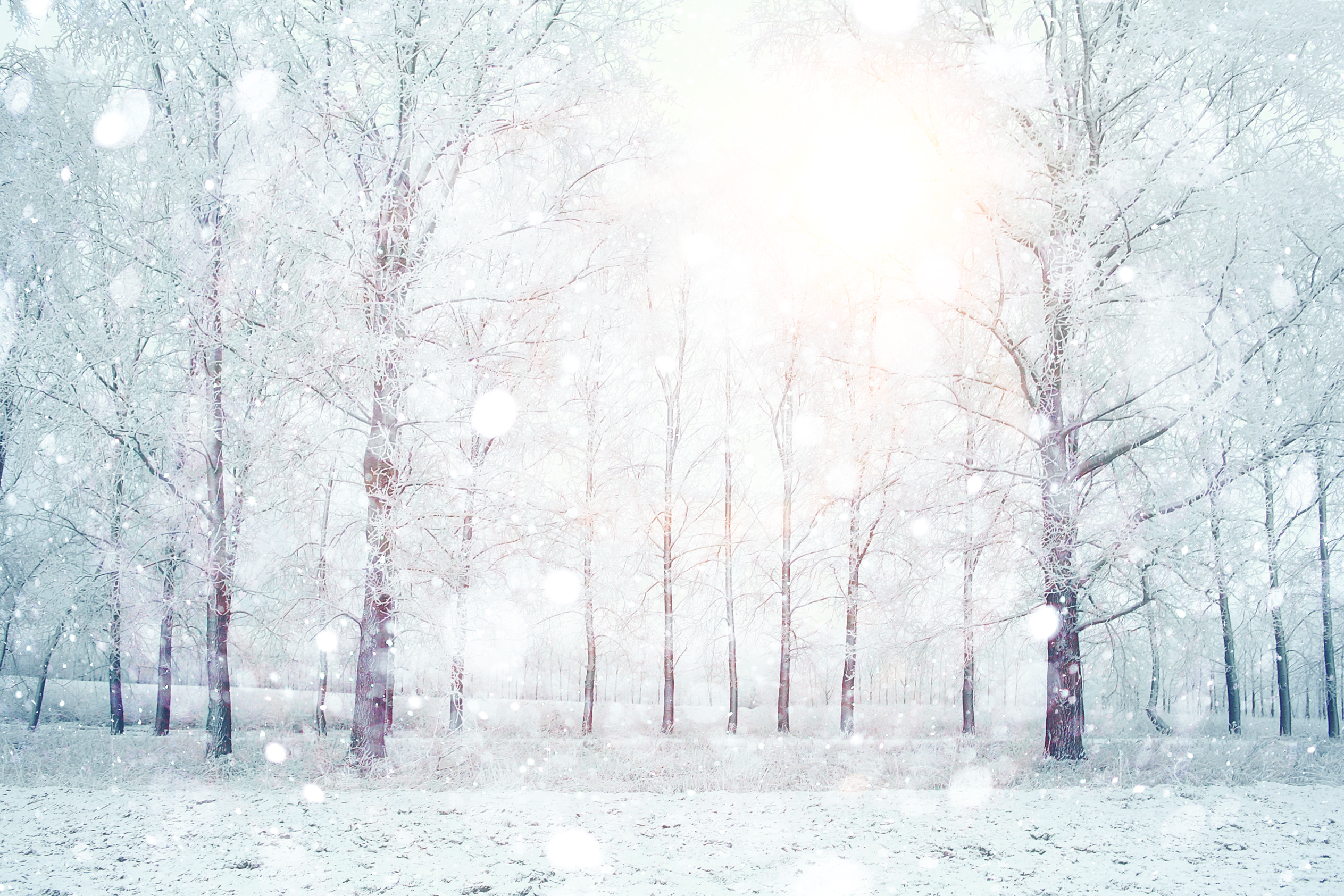 Téléchargez gratuitement l'image Hiver, Terre/nature sur le bureau de votre PC