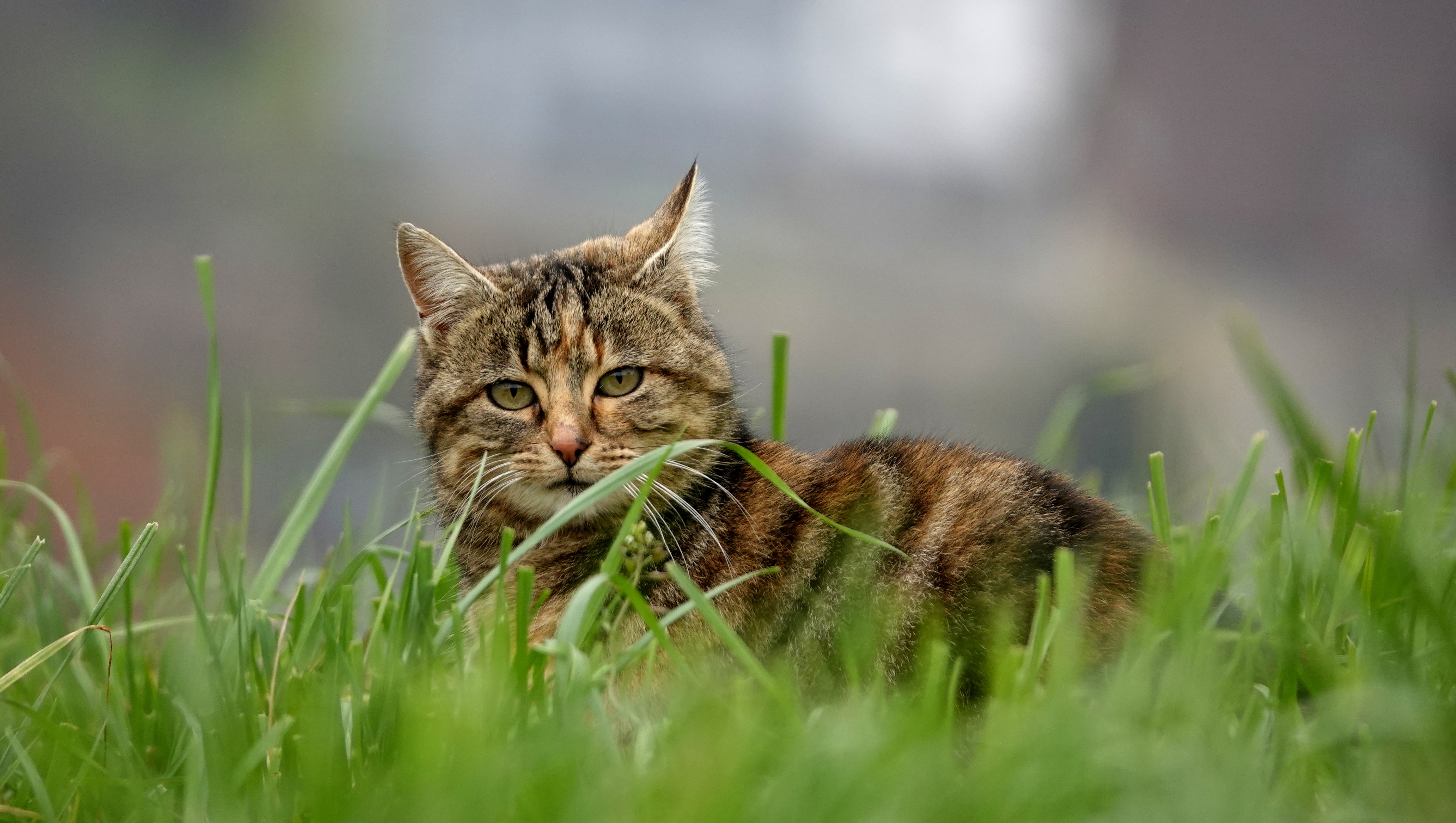 Handy-Wallpaper Tiere, Katzen, Katze, Starren kostenlos herunterladen.