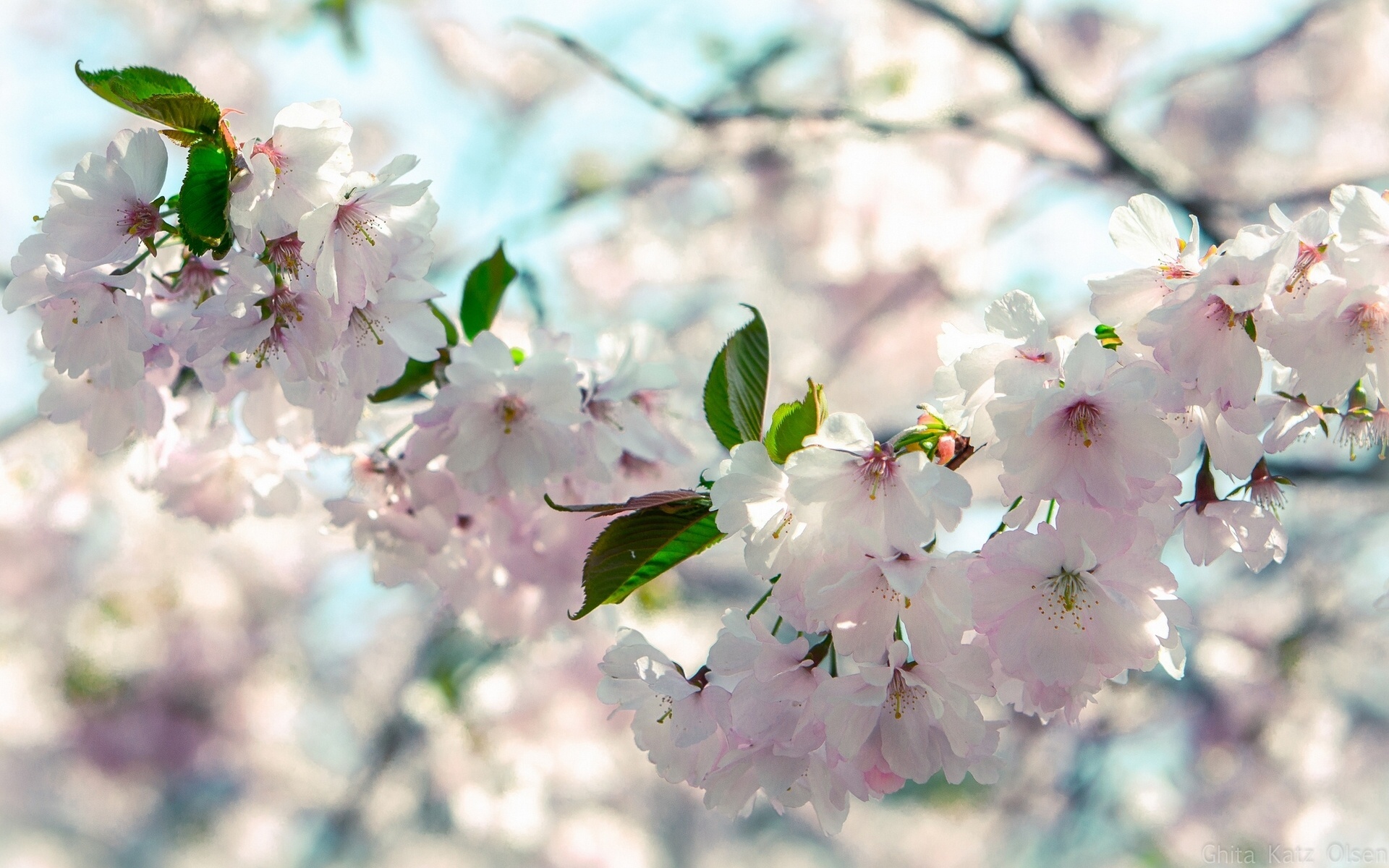 Free download wallpaper Blossom, Flowers, Earth on your PC desktop