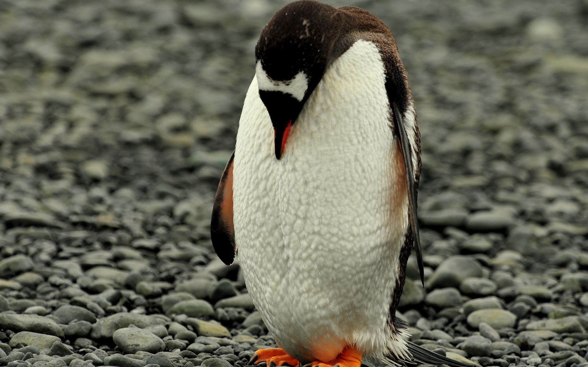 Free download wallpaper Birds, Bird, Animal, Penguin on your PC desktop