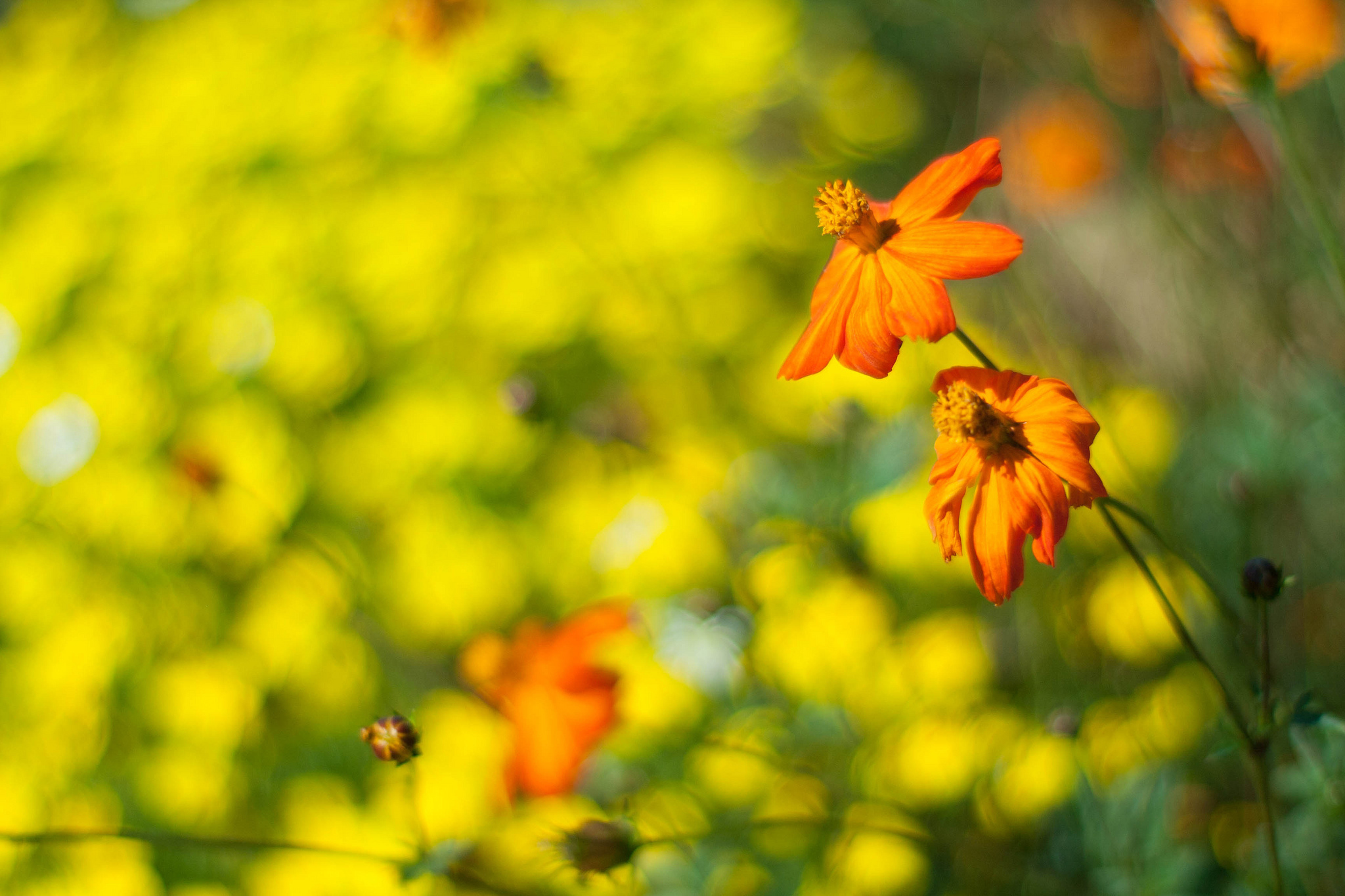 Handy-Wallpaper Blumen, Blume, Erde/natur kostenlos herunterladen.