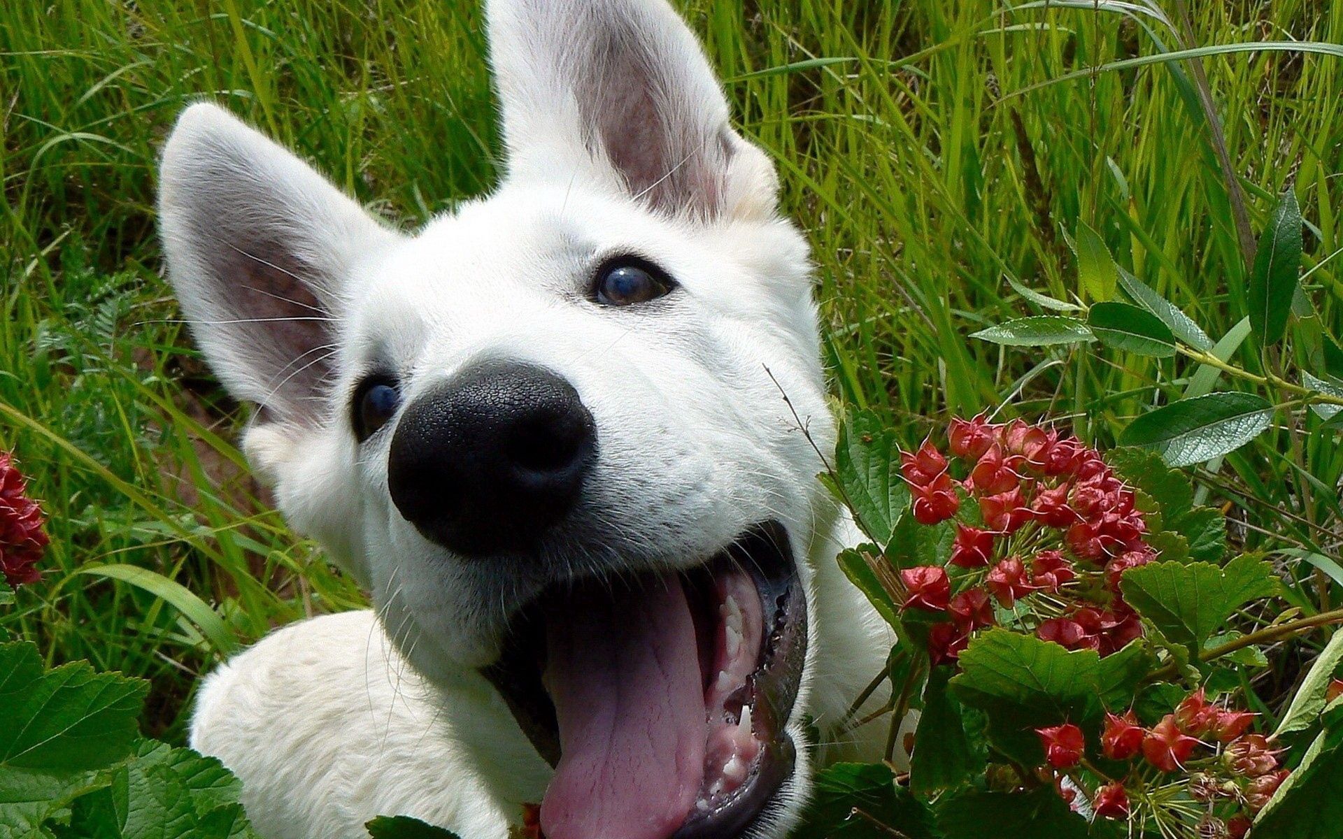 animals, flowers, grass, leaves, dog, muzzle HD for desktop 1080p