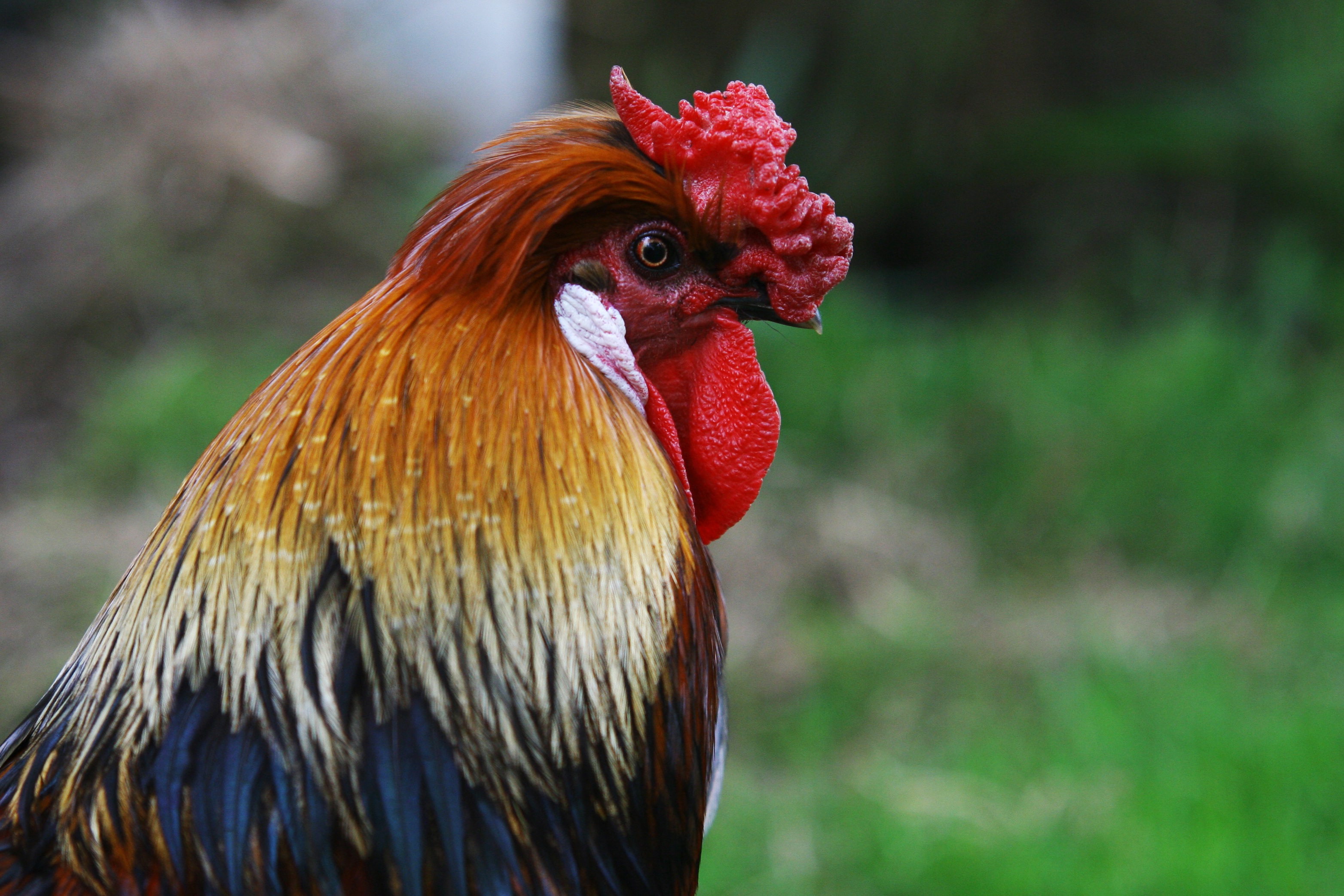 Free download wallpaper Birds, Animal, Rooster on your PC desktop