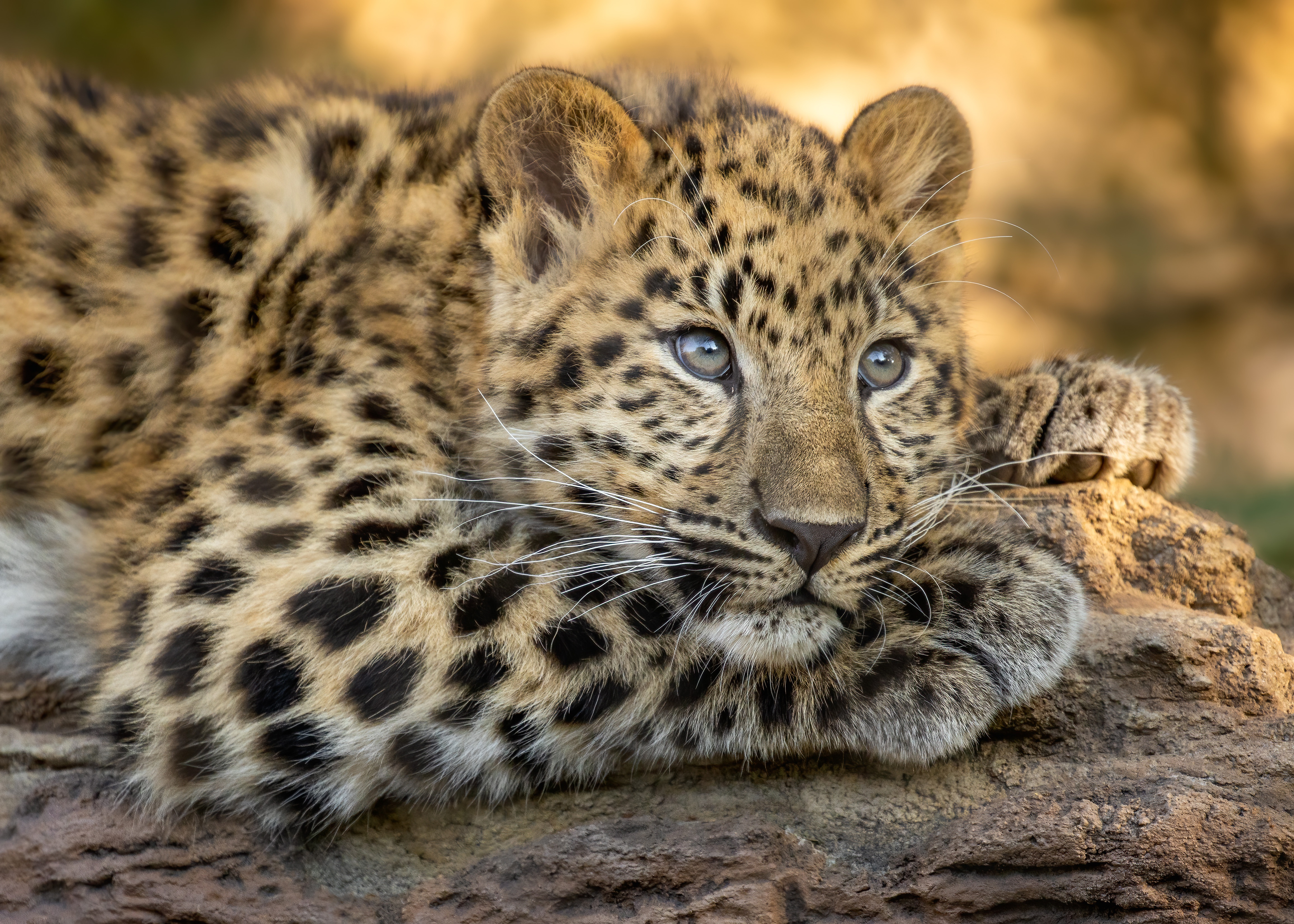 Descarga gratuita de fondo de pantalla para móvil de Leopardo, Gatos, Animales.