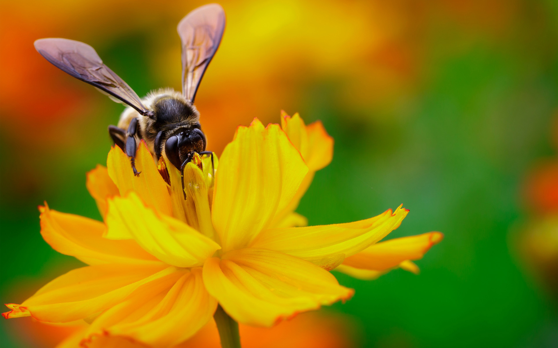 Free download wallpaper Bee, Insects, Animal on your PC desktop