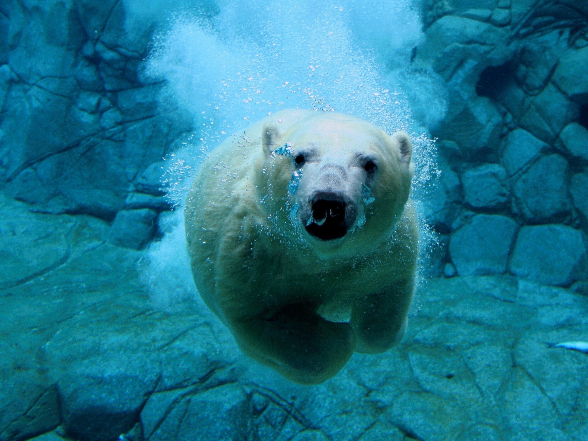 310834 descargar imagen oso, animales, oso polar, osos: fondos de pantalla y protectores de pantalla gratis