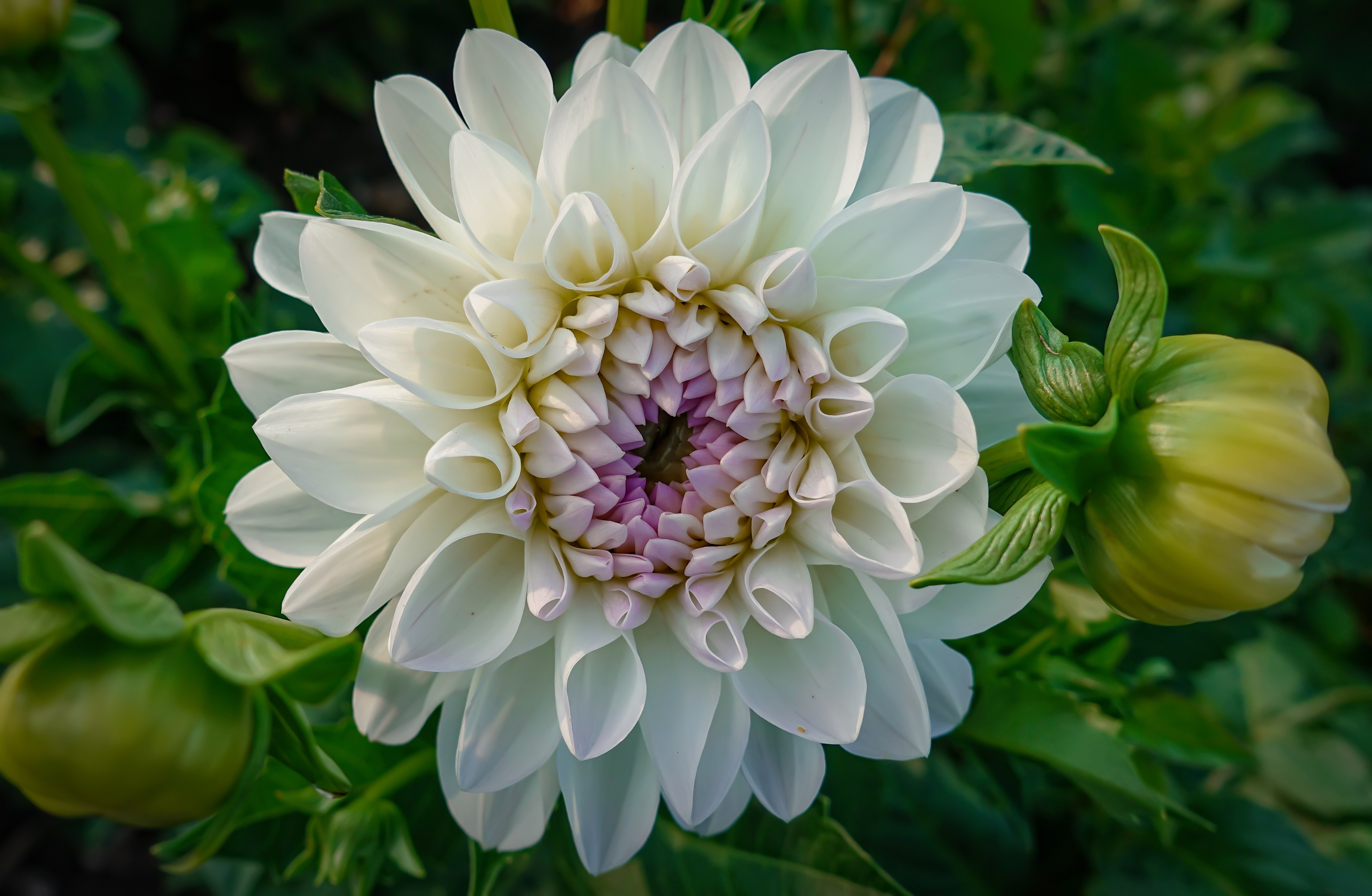 Téléchargez gratuitement l'image Fleurs, Fleur, Dahlia, Fleur Blanche, Terre/nature sur le bureau de votre PC