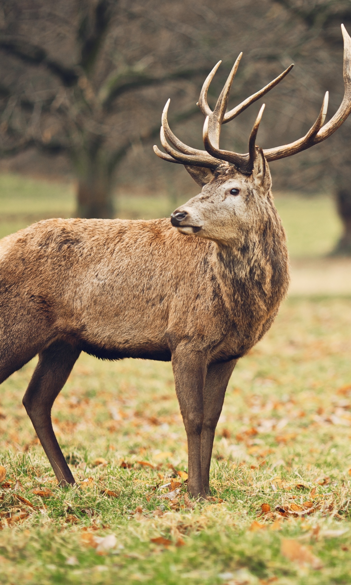 Handy-Wallpaper Tiere, Hirsch kostenlos herunterladen.