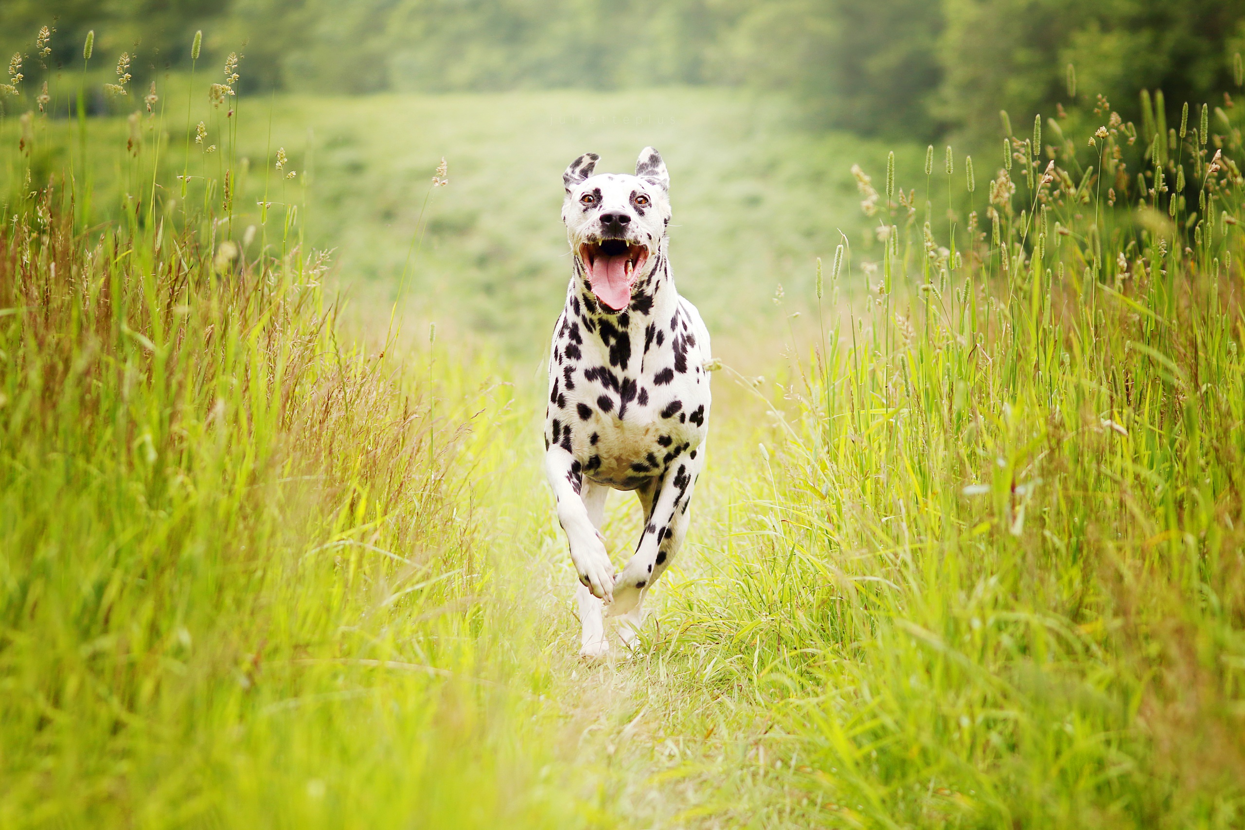 Download mobile wallpaper Dogs, Grass, Dog, Animal, Dalmatian, Depth Of Field for free.