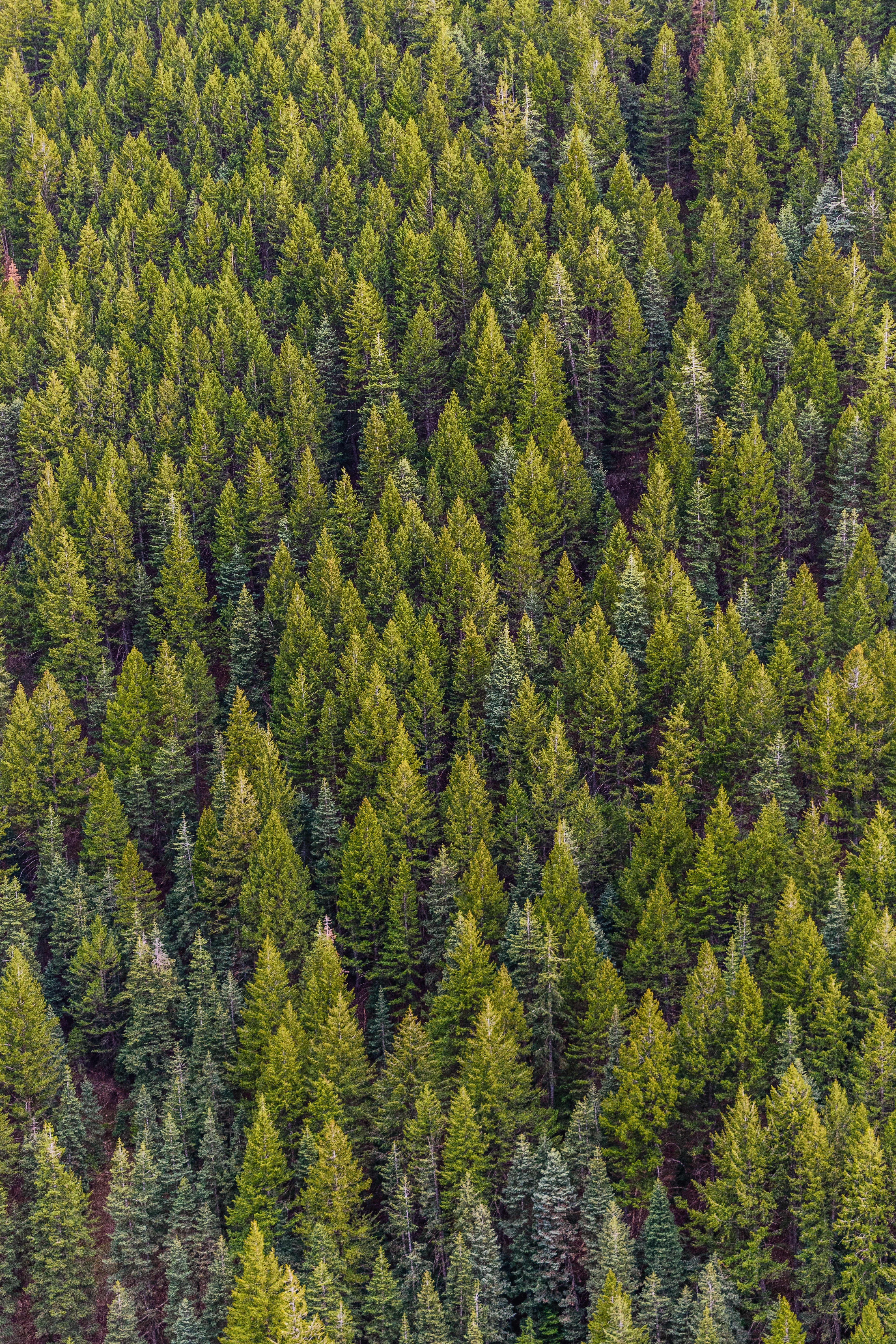 Download mobile wallpaper View From Above, Trees, Pine, Forest, Nature for free.