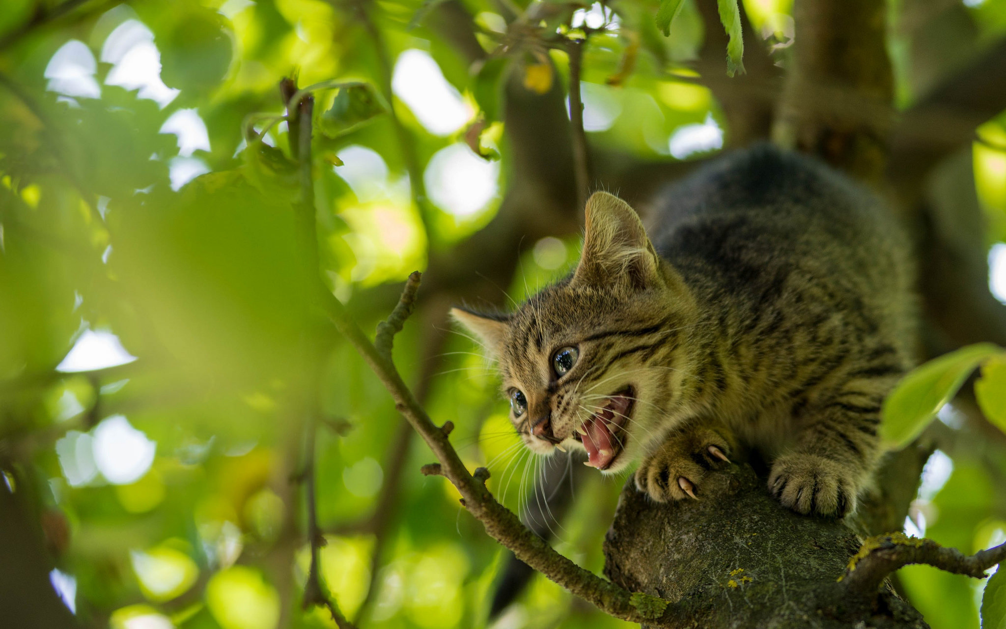 Descarga gratuita de fondo de pantalla para móvil de Animales, Gatos, Gato, Gatito, Bebe Animal.