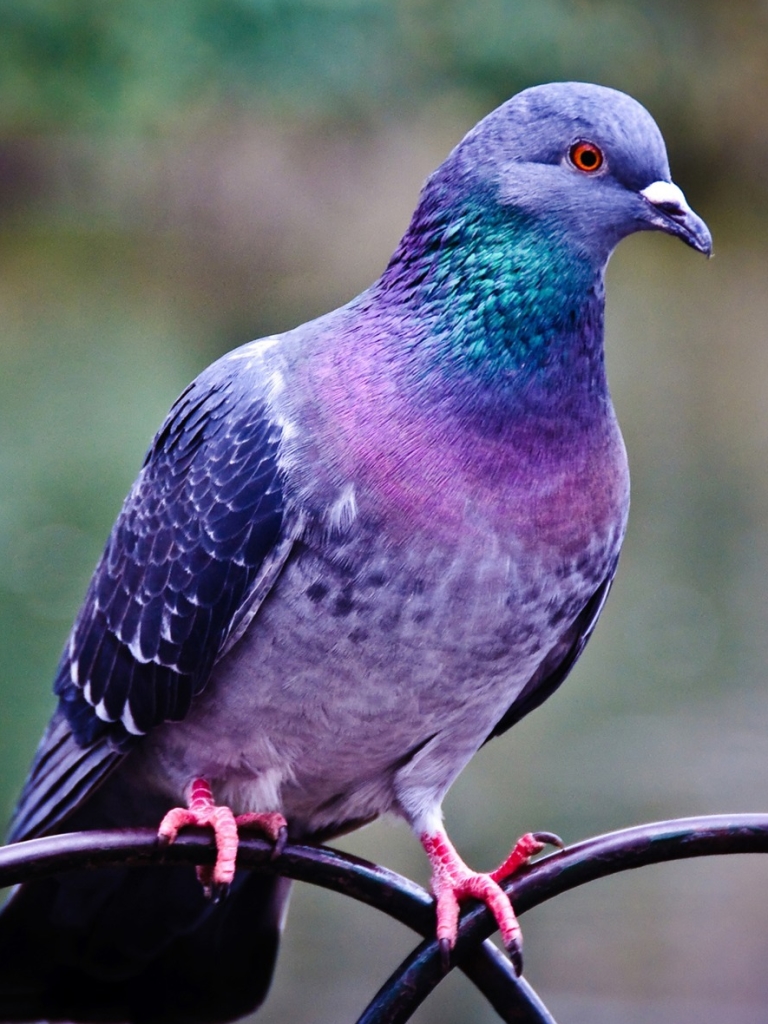 Téléchargez des papiers peints mobile Animaux, Oiseau, Des Oiseaux, Pigeon gratuitement.