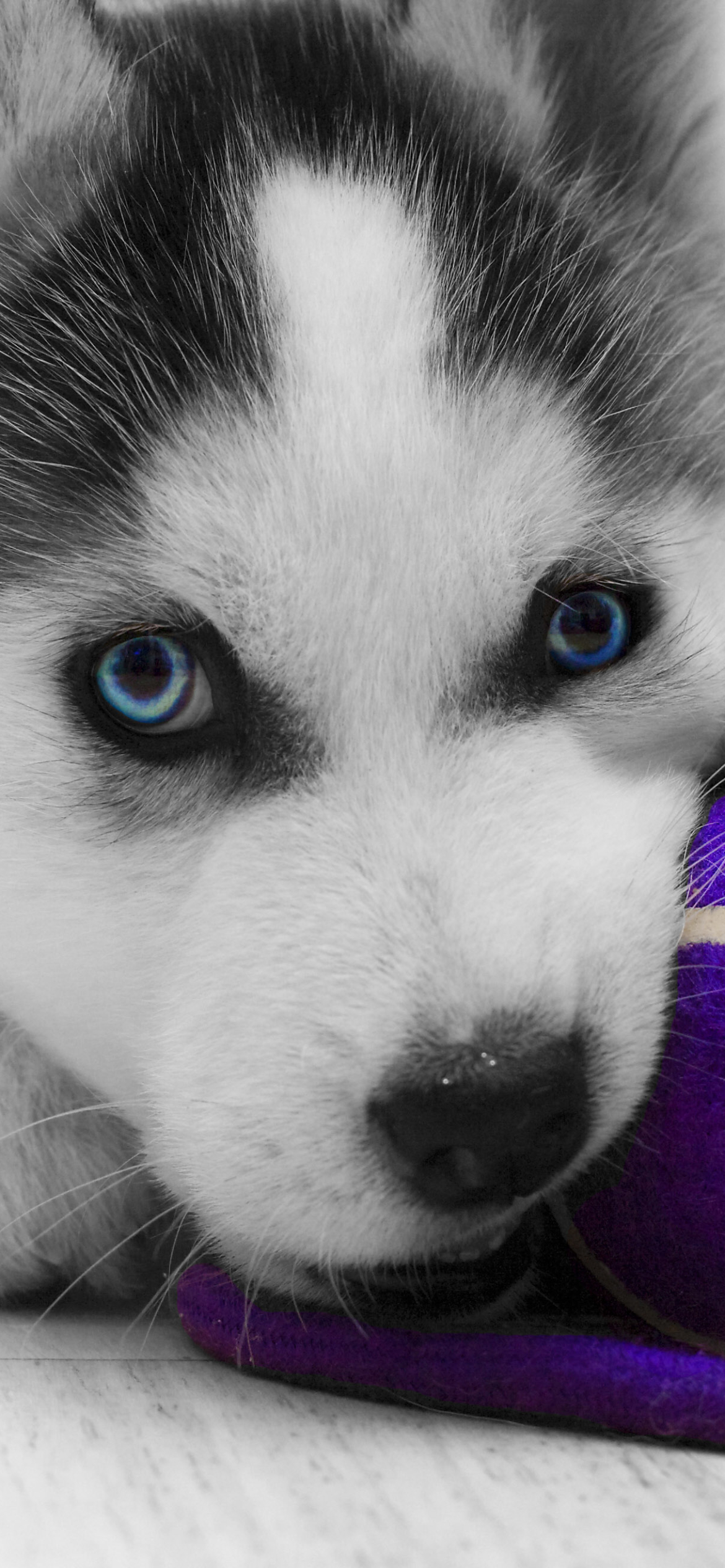 Download mobile wallpaper Dogs, Dog, Animal, Puppy, Husky, Siberian Husky for free.