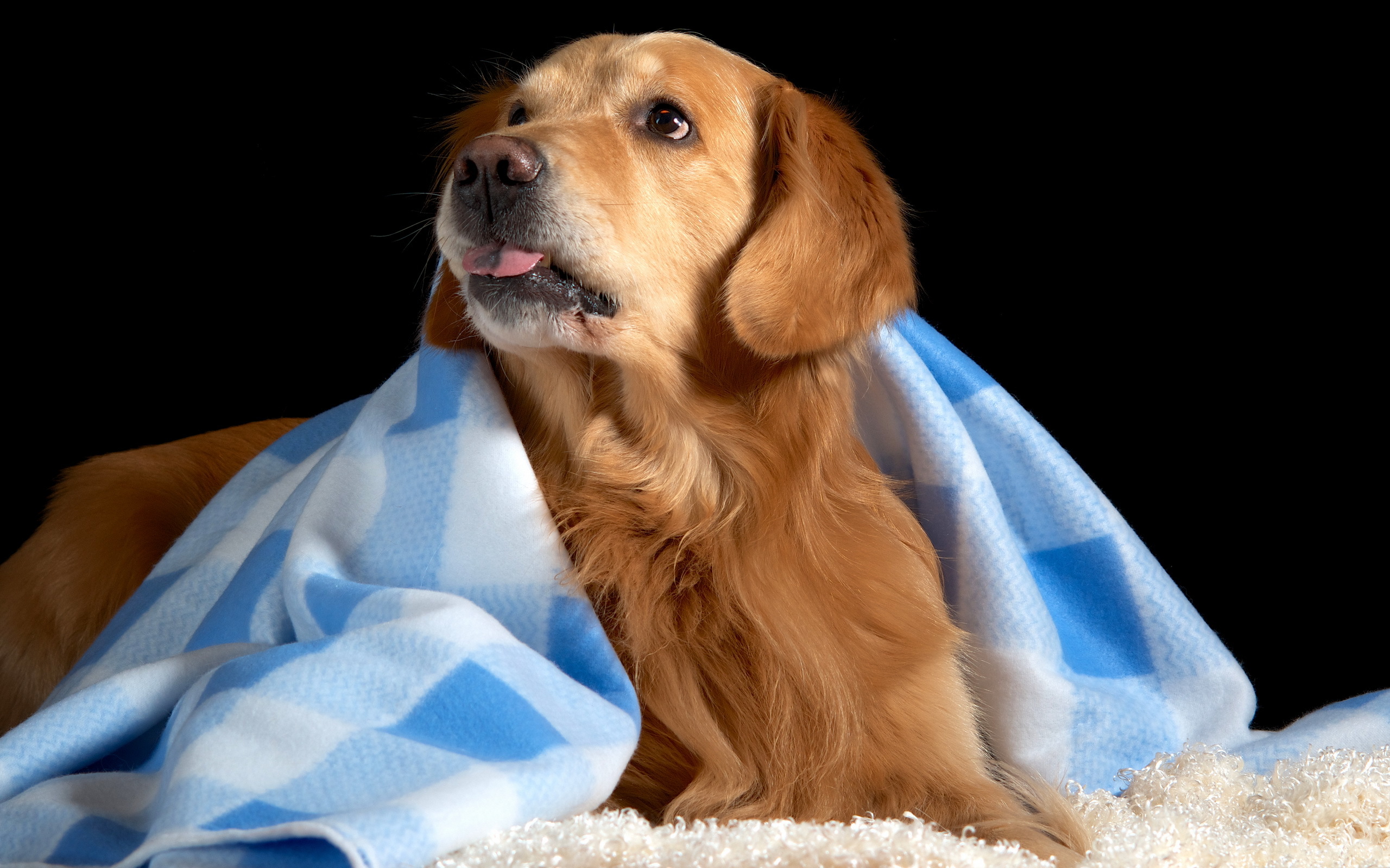 Free download wallpaper Dogs, Animal, Golden Retriever on your PC desktop