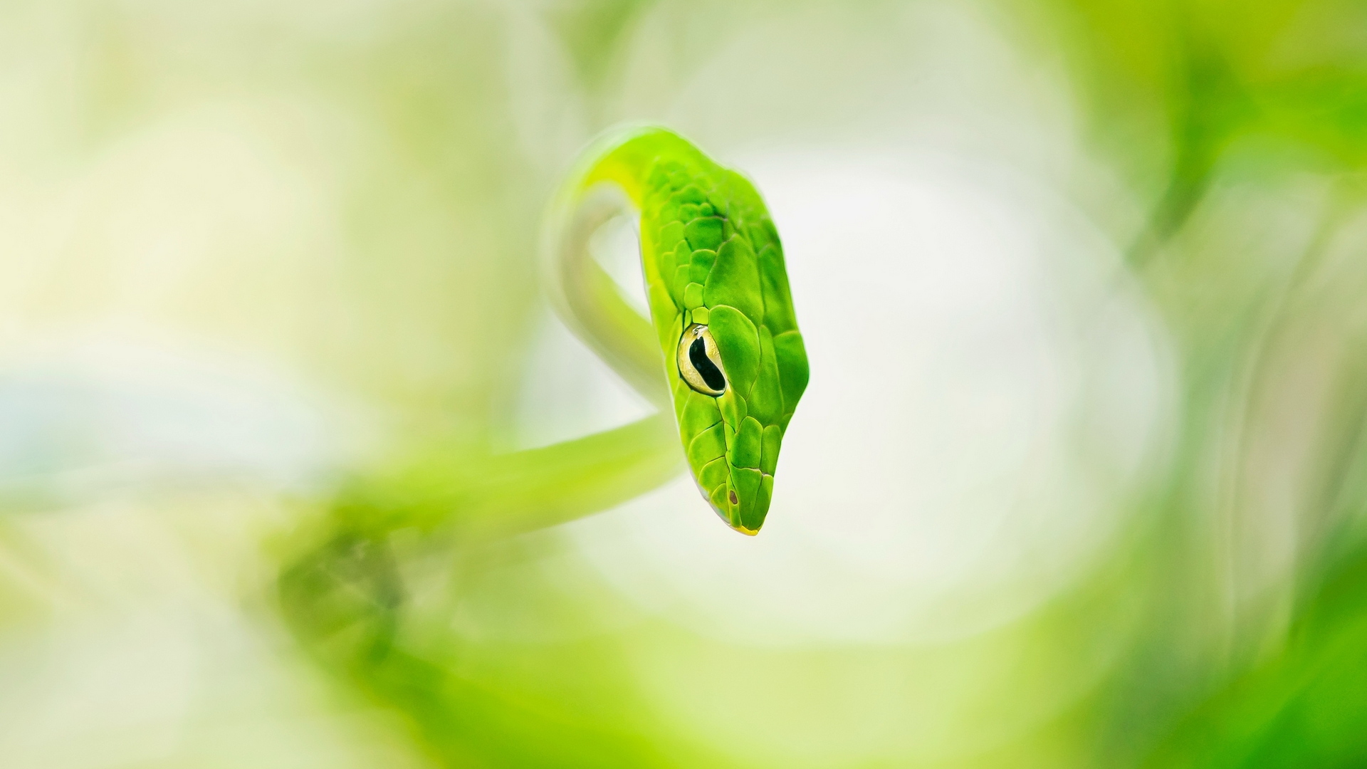 Download mobile wallpaper Animal, Snake, Reptiles for free.