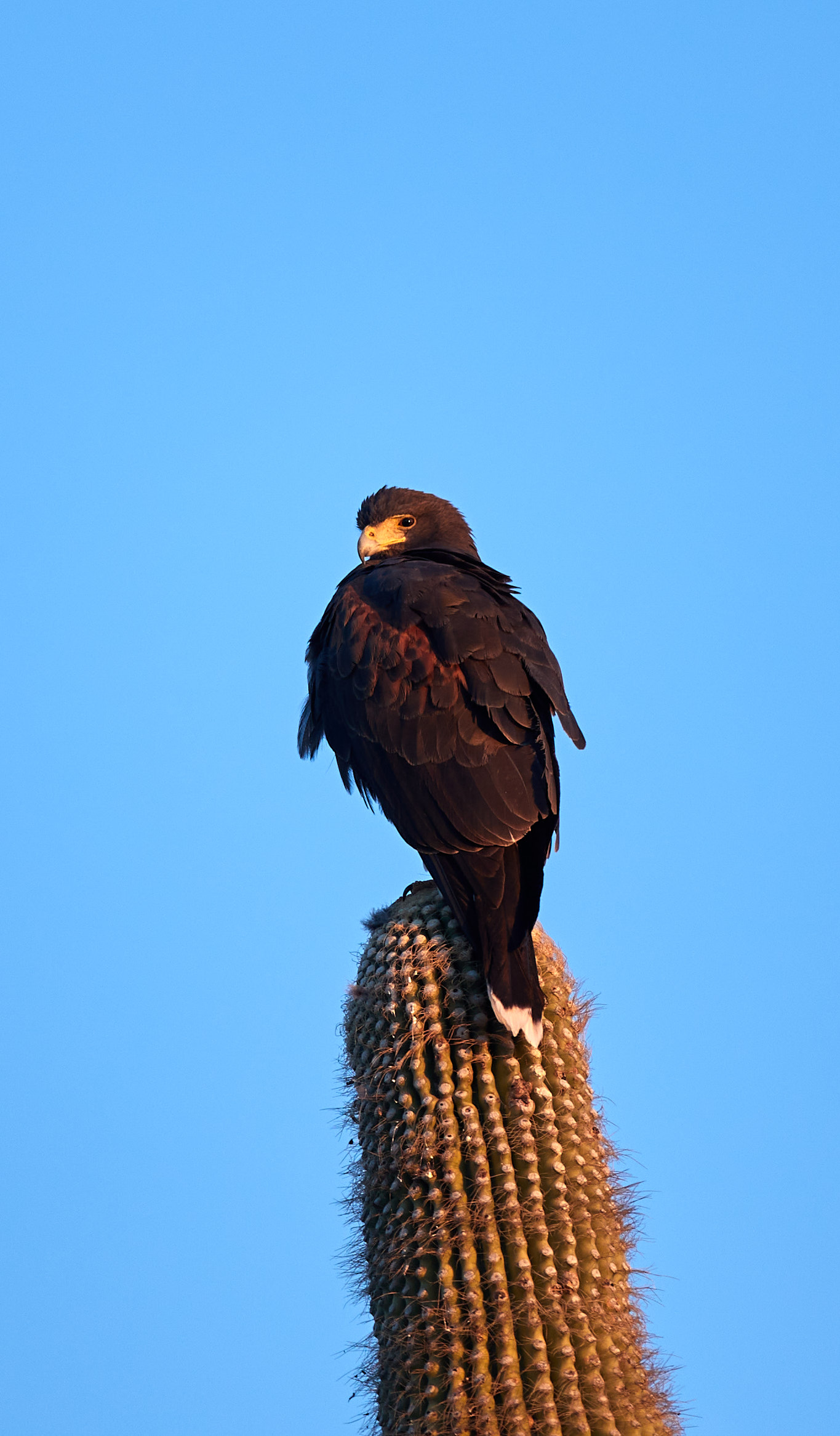 Download mobile wallpaper Cactus, Animals, Wildlife, Brown, Bird, Eagle for free.
