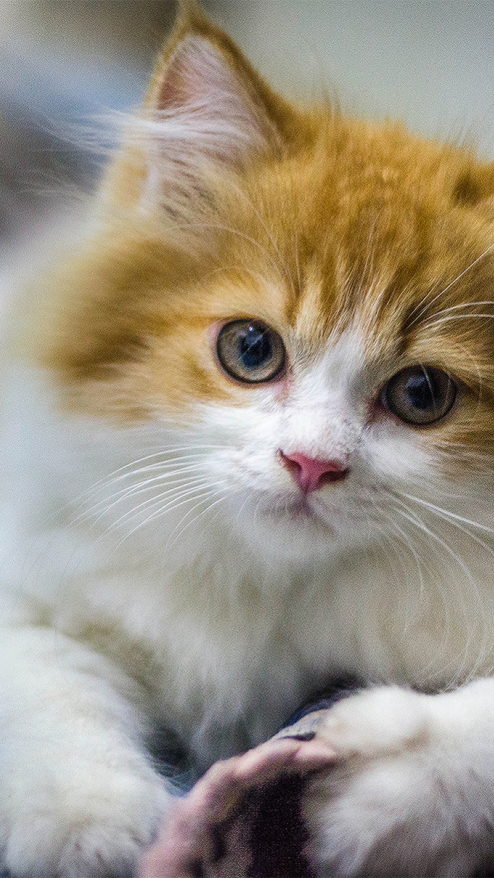 無料モバイル壁紙動物, ネコ, 猫, 子猫, 可愛いをダウンロードします。