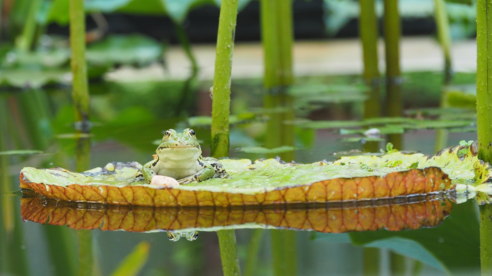Download mobile wallpaper Frogs, Reflection, Animal, Frog, Amphibian, Lily Pad, Greenery for free.