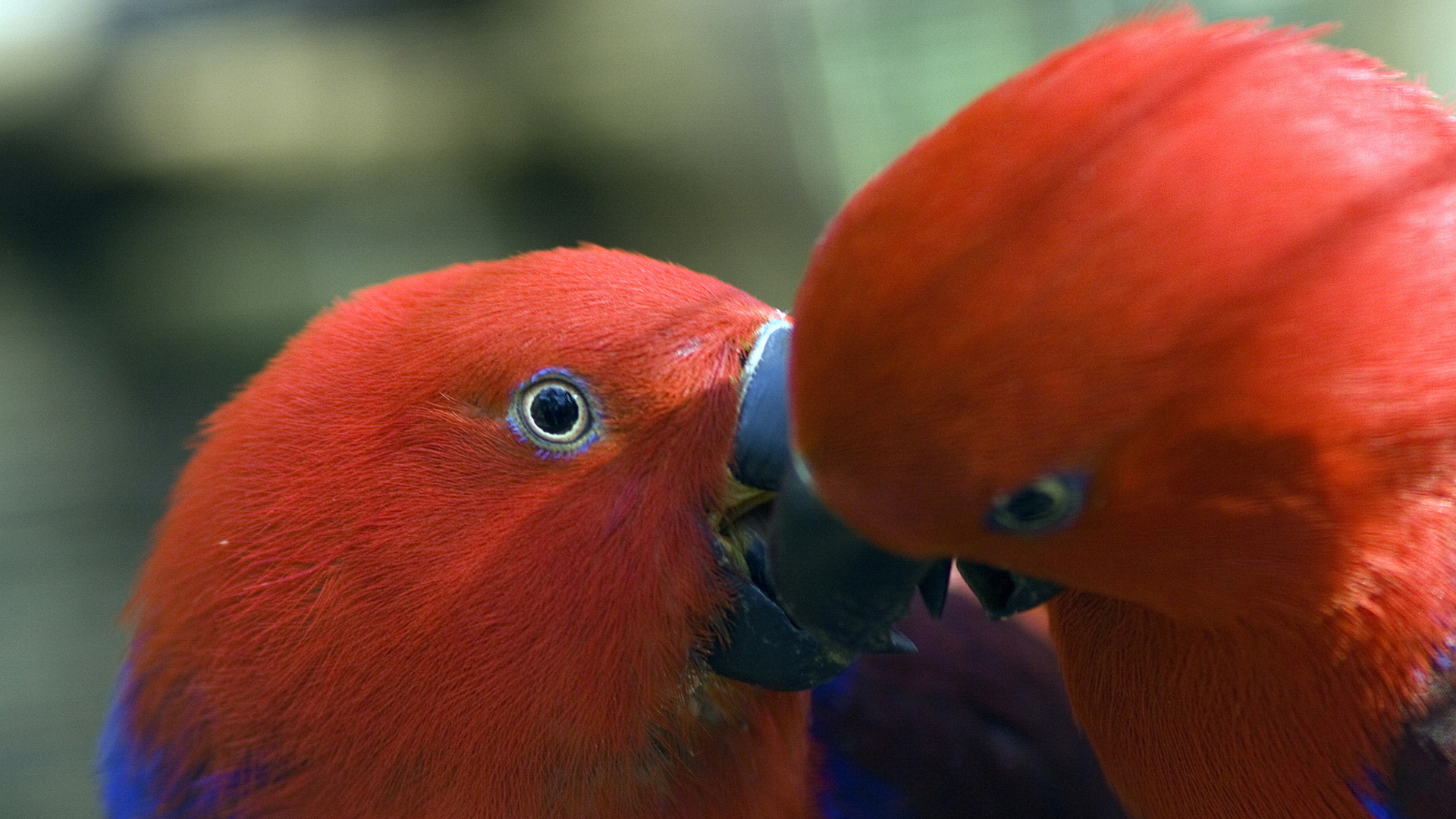 Baixar papel de parede para celular de Papagaio, Aves, Animais gratuito.